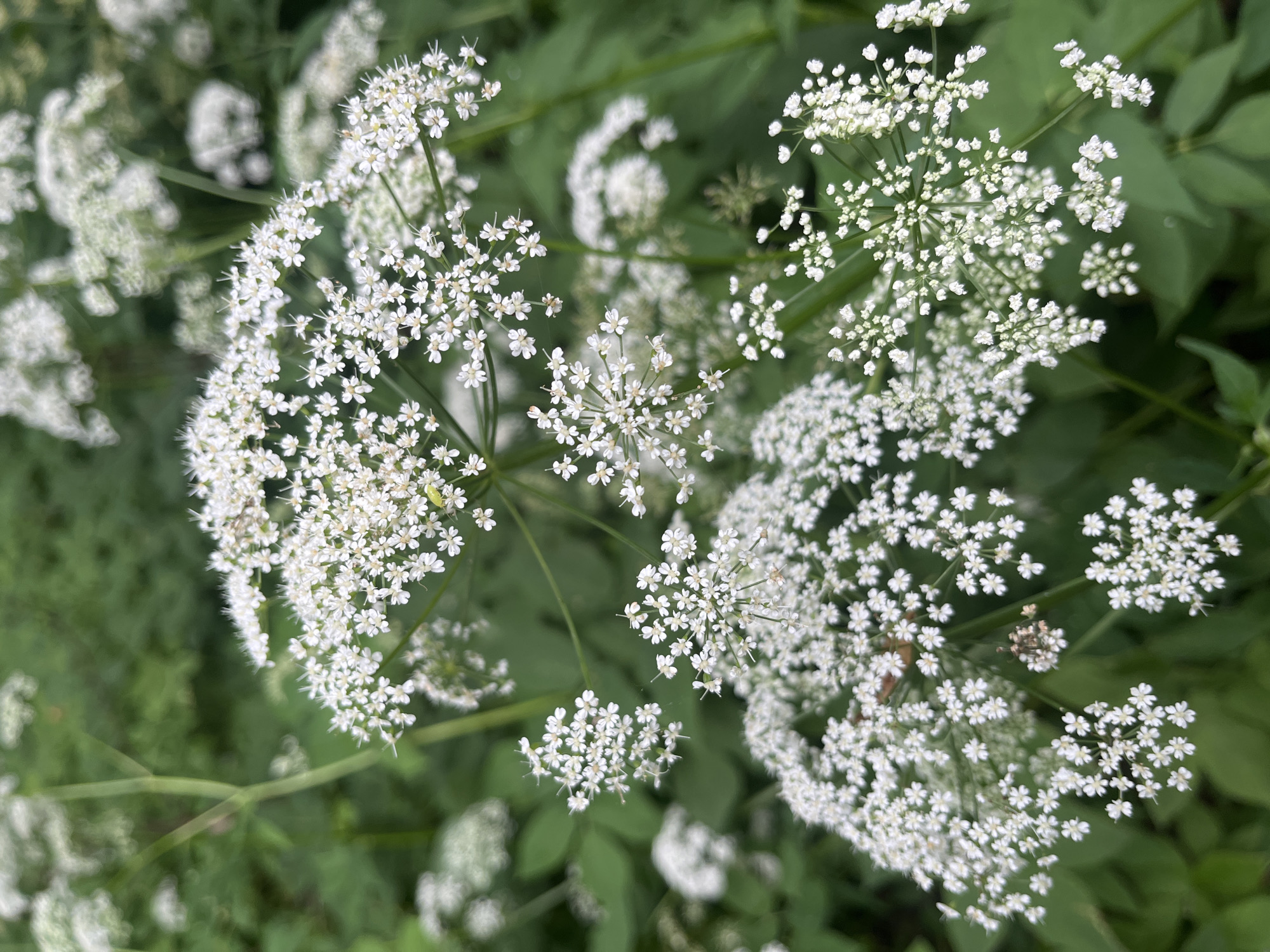 A close-up, eye-level shot captures a cluster of delicate white flowers, likely Cow Parsley (Anthriscus sylvestris), in a natural setting. The flowers are organized in small, intricate umbels, creating a frothy, lace-like appearance against a background of blurred green foliage. The lighting is soft, suggesting an overcast day or a shaded area, with no harsh shadows. The image does not depict any people, actions, or interactions. The environment is that of a wild or garden area with lush greenery. The specific location in Starye Politsy, Russia, is not visually discernible from the photograph itself.