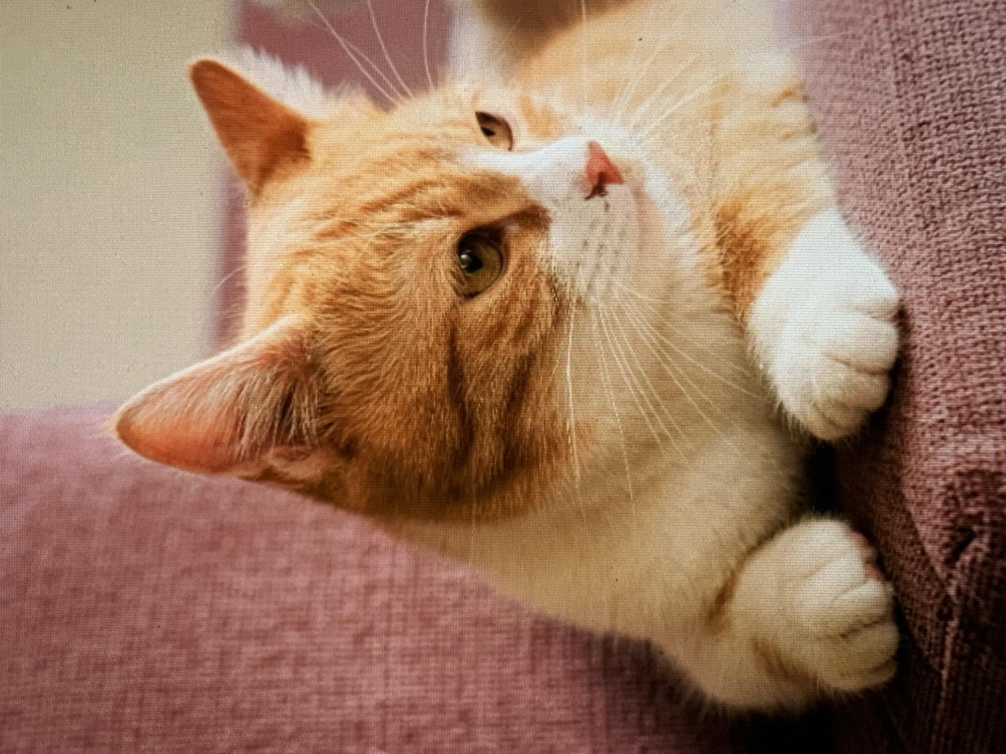 An orange and white cat is lying on a purple, textured surface. The cat's head is tilted to the side with its front paws resting on the surface as well. The cat has green-yellow eyes, a pink nose, and long white whiskers. The cat's fur is a mix of orange and white stripes on its head, while its chest and paws are predominantly white. The environment is out of focus and indistinct. This image doesn't depict any specific details about the location in Barcelona, Spain.