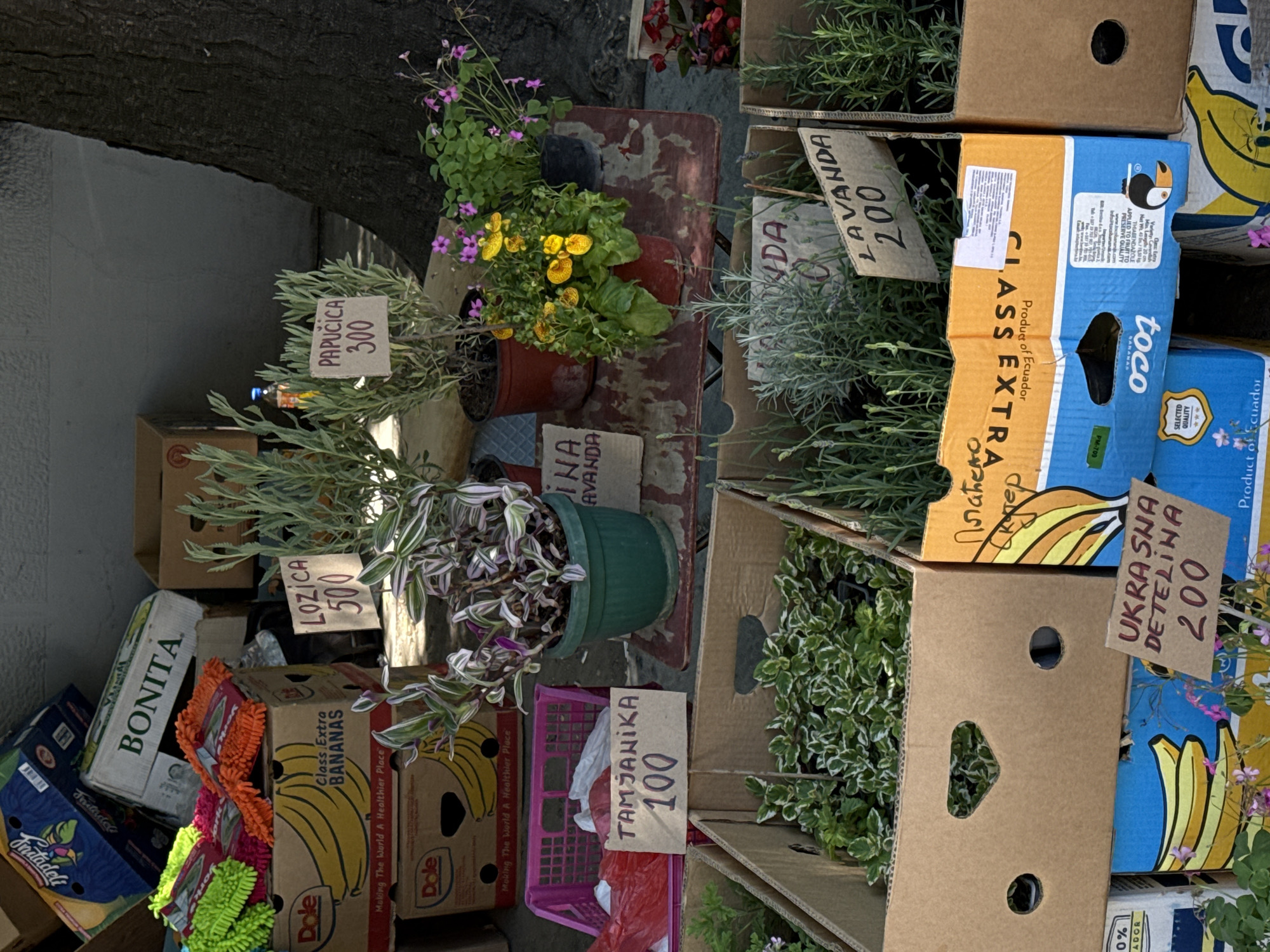 Captured in Vozdovac Urban Municipality, Serbia, the image presents a street-side plant stand. A variety of potted plants are arranged on a small, worn table and stacked on banana boxes from brands like "Dole" and "Bonita". Price tags are attached to some plants, labeled in what appears to be the local language, with prices ranging from 100 to 500. There is also a banana box which belongs to the “toco” banana brand with “class extra” written on it. The area appears to be shaded by a tree. Cleaning supplies are also stacked among the plants.