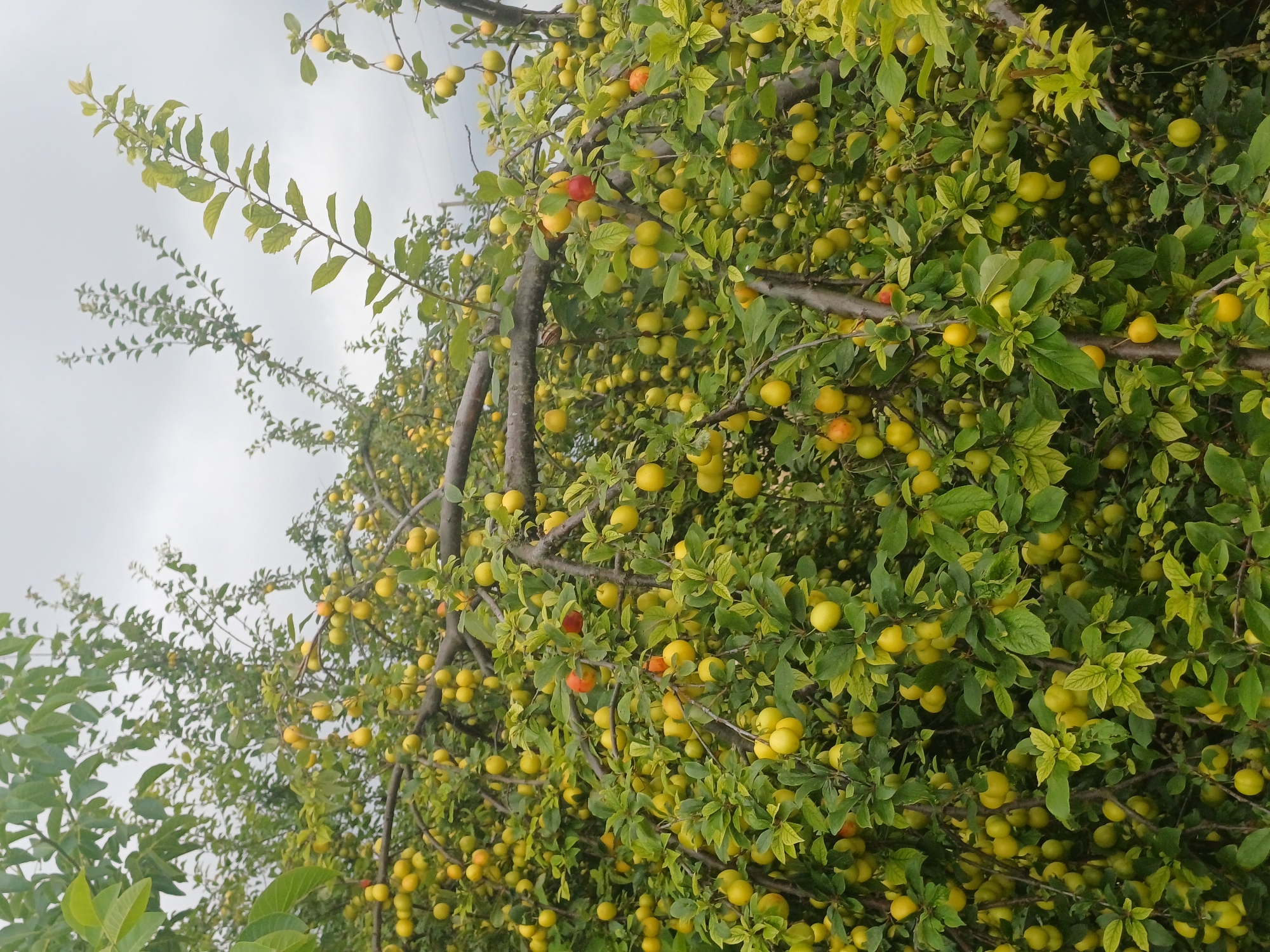 A mature plum tree laden with ripe, yellow plums and a few red ones, is pictured in a natural setting. The tree is dense with foliage and fruit, with branches arching under the weight of the plums. The background consists of an overcast sky and distant power lines, suggesting an outdoor, possibly rural or suburban location. The image is likely taken in Varna, Bulgaria, given the context provided. There are no people or animals present in the image.
