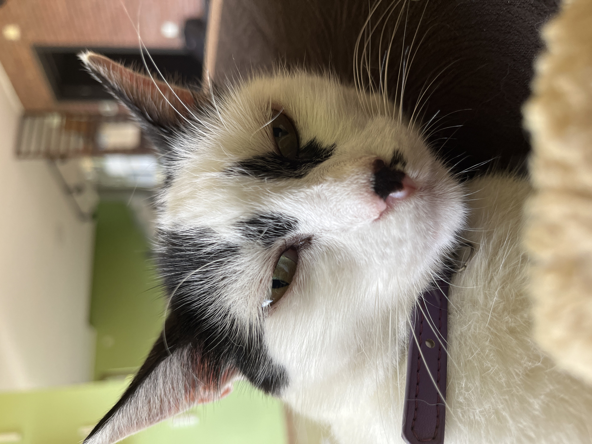A close-up, eye-level shot captures a black and white domestic cat resting in what appears to be a home environment in Ureki, Georgia. The cat is positioned centrally, with its head and upper body filling the frame. Its fur is primarily white with distinct black markings on its head, ears, and a patch over its right eye. The cat wears a purple collar. Its green eyes are partially closed, giving it a relaxed or sleepy appearance. The background is softly blurred, revealing hints of a room with light green walls, a brick wall, and some furniture, suggesting an indoor setting. The lighting is natural and appears to be coming from the side, casting subtle shadows on the cat's face. The focus is sharp on the cat's face, particularly its eyes and nose, with the foreground slightly out of focus, revealing a fuzzy texture that may be part of a pet bed or blanket.