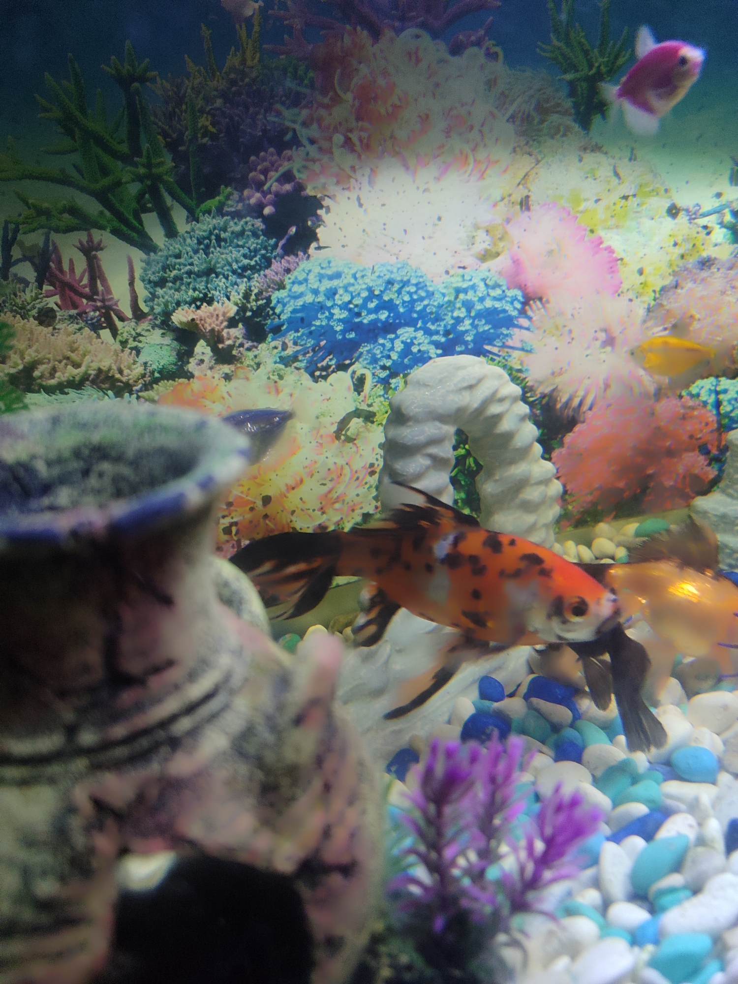 The image shows an indoor aquarium setting. Several fish are present, including a prominently featured orange and black goldfish in the foreground. The aquarium is decorated with colorful gravel, artificial plants (including a purple one in the foreground), and a white, spiral-shaped ornament. The background features a decorative backdrop depicting coral and other marine life. It is not possible to verify the location in the city of Kotlas, Russia based solely on this image.