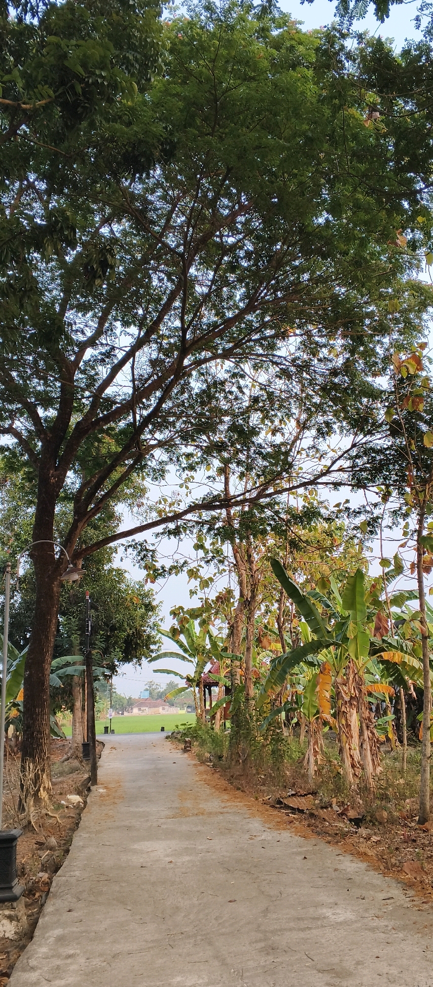 A paved path winds through a lush, tropical landscape. On the left, a large tree with abundant green foliage dominates the foreground, its branches arching over the path. Beside it, a lamppost stands tall. To the right of the path, banana trees with their characteristic large leaves and weathered trunks are densely packed, interspersed with other trees and vegetation. In the distance, a bright green field stretches towards a cluster of houses with red-tiled roofs. The sky above is a soft blue, indicating it's likely morning or late afternoon. The scene suggests a rural or semi-rural setting, possibly a village path in Japanan, Indonesia, judging by the style of houses and the tropical vegetation. There are no people visible in the image.