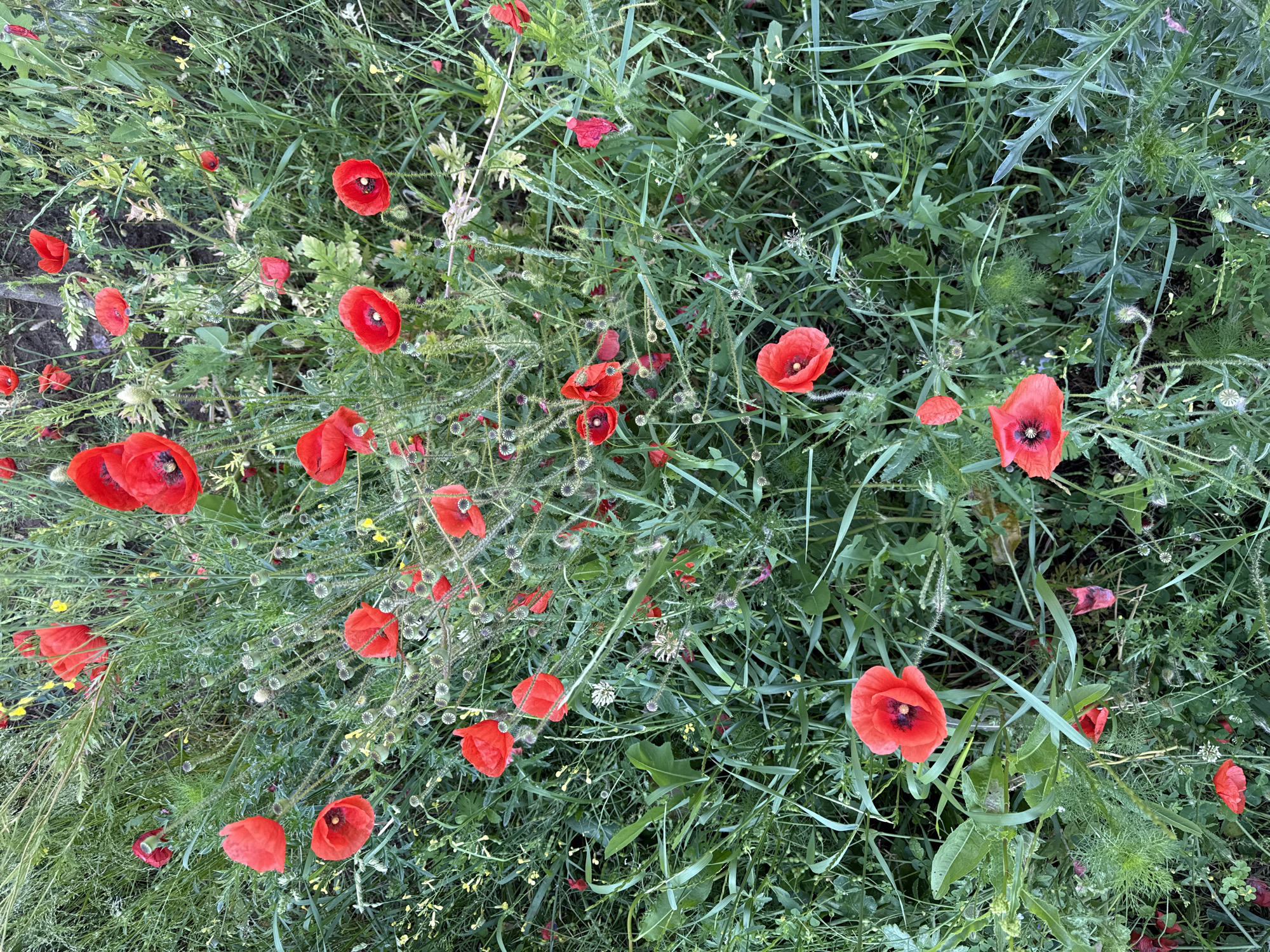 This overhead shot captures a vibrant and dense wild patch of vegetation, likely a meadow or field near Sofia, Bulgaria. The primary subjects are numerous red common poppies (Papaver rhoeas) scattered throughout a lush green landscape.
The poppies are mostly in full bloom, showcasing their bright red petals and distinct dark centers, which appear black or deep purple. Many slender stalks bearing small, round, spiky seed pods, characteristic of poppies, are also visible, indicating different stages of the plant's life cycle within the scene.
The poppies are interspersed with a variety of green grasses and other wildflowers. Various forms of green foliage are present, including fine blades of grass, broader leaves, and some plants with serrated or slightly spiky edges. Hints of small yellow wildflowers can also be seen among the dense greenery.
The image depicts a static natural scene with no observable activity. The lighting is natural and bright, suggesting it is daytime. There are no people, objects, or text visible in the media file, emphasizing the wild and untamed nature of the environment.
