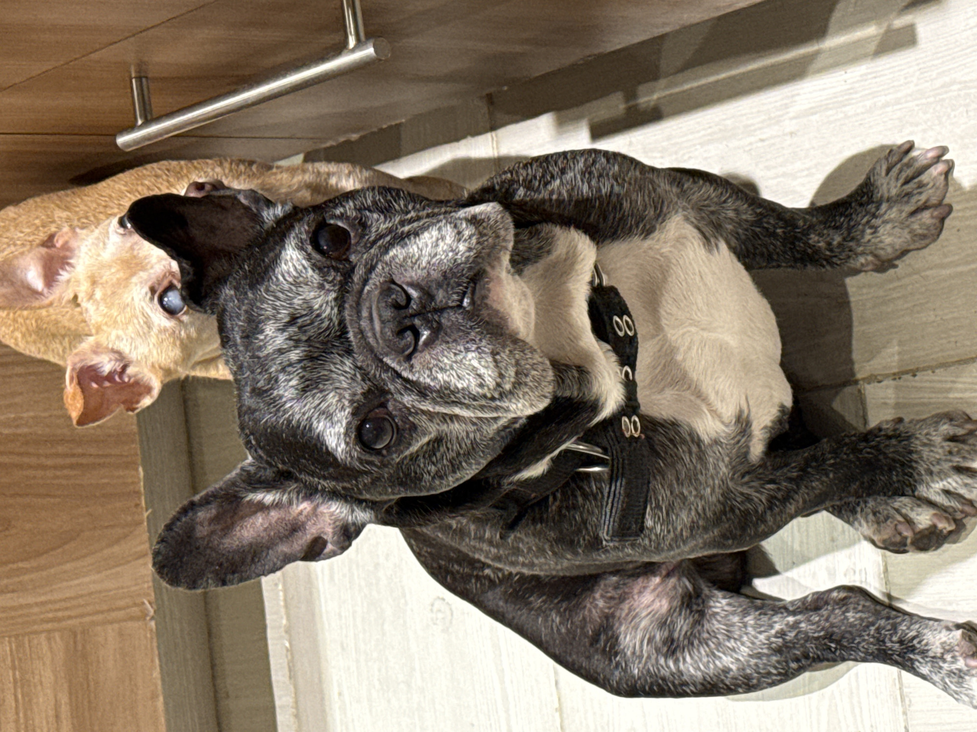 The image features two French Bulldogs in an indoor setting, likely a home in Mexico City, Mexico. In the foreground, a brindle and white French Bulldog with distinctive grizzled or salt-and-pepper fur on its face and body looks directly at the camera. This dog is wearing a black harness, which has the numbers "00" visible on a buckle or loop on its side. Its eyes are dark, and its expression appears neutral or curious.
Partially visible behind the prominent dog, to the upper left, is the head and part of the body of a second, fawn-colored or light brown French Bulldog. Its eye is visible, looking towards the same direction as the front dog.
The dogs are positioned on a light-colored, possibly tiled or wood-effect, floor. In the background, there are wooden cabinets or furniture, and a horizontal metal handle, possibly from a cabinet drawer, is visible in the upper left. The lighting suggests it is daytime, with shadows cast on the floor by the metal handle and the dogs themselves. Both dogs appear to be resting or observing something intently. The scene depicts a quiet, domestic moment.