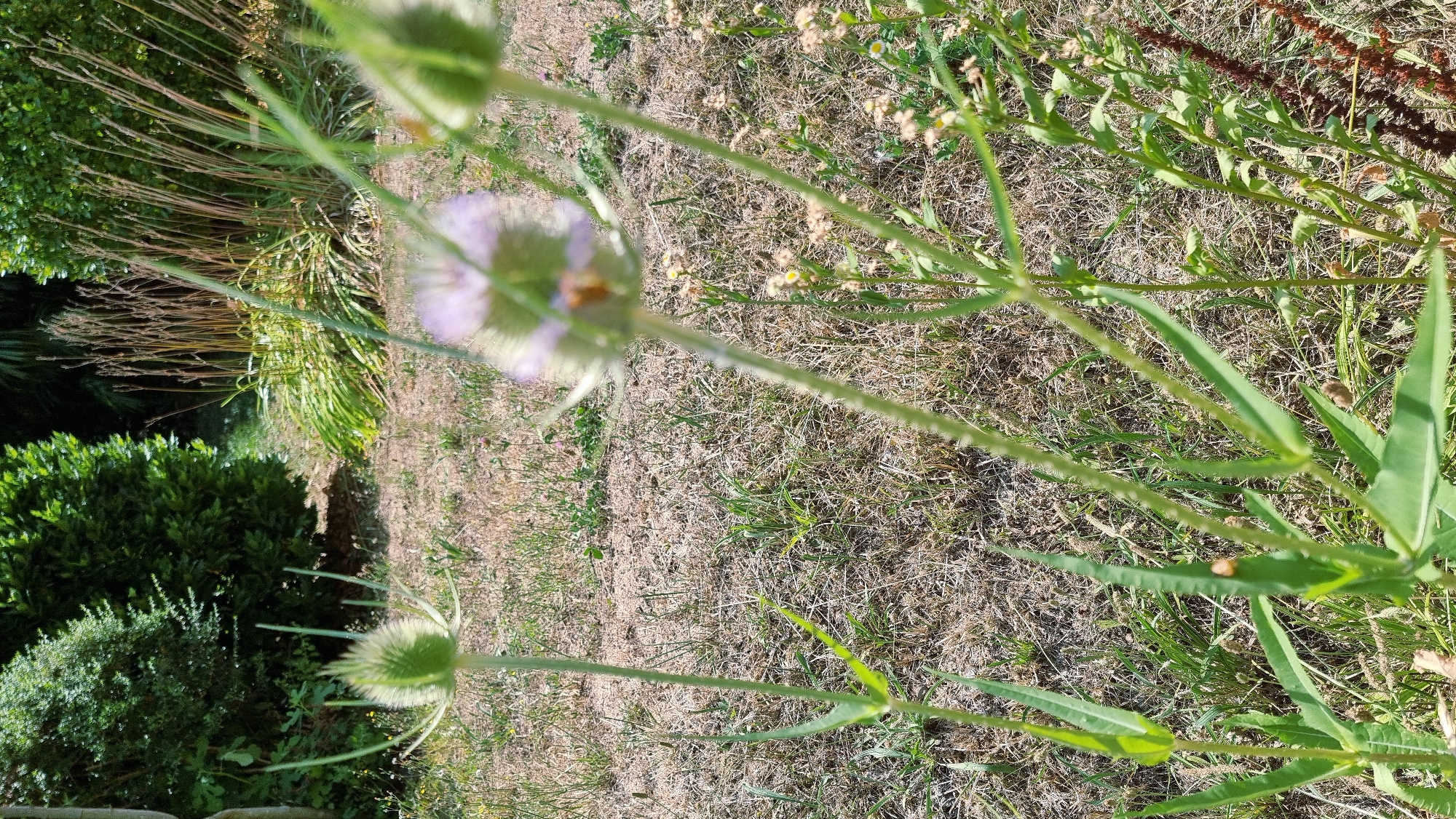 In an outdoor setting, likely a park or garden, a close-up shot focuses on several flowering plants with thistle-like heads. The plants are in various stages of bloom, with some appearing as buds and others with visible light purple petals. One of the flowers in the foreground has a bee with orange and black markings on it. The background shows dry, yellowish grass, green bushes, and tall, thin stalks of dried plants. The lighting suggests it is daytime with bright sunlight. The scene appears to be located in Sant Joan Les Fonts, Spain, a town known for its natural beauty and volcanic park.