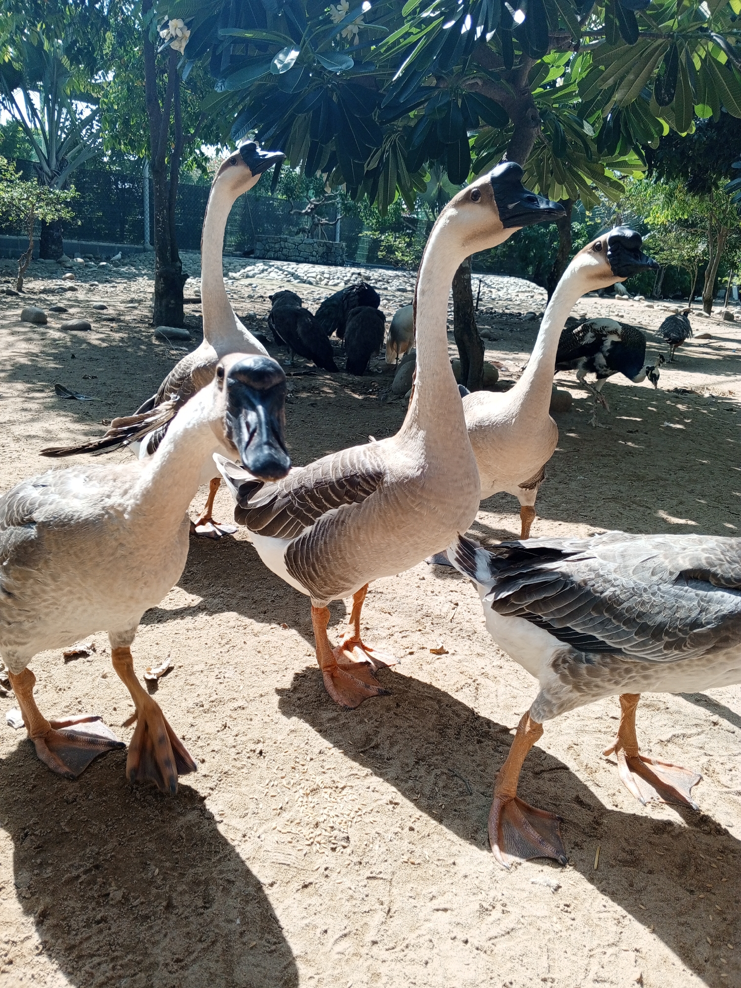Four geese are standing on sandy ground in an outdoor enclosure. The geese are primarily white and gray with black markings on their heads and wings. Their webbed feet are visible. In the background, there are trees with green foliage, a fence, and other birds, including what appear to be turkeys. The ground is covered with sand and small pebbles. The image was taken in the city of Phước Hải, Vietnam.