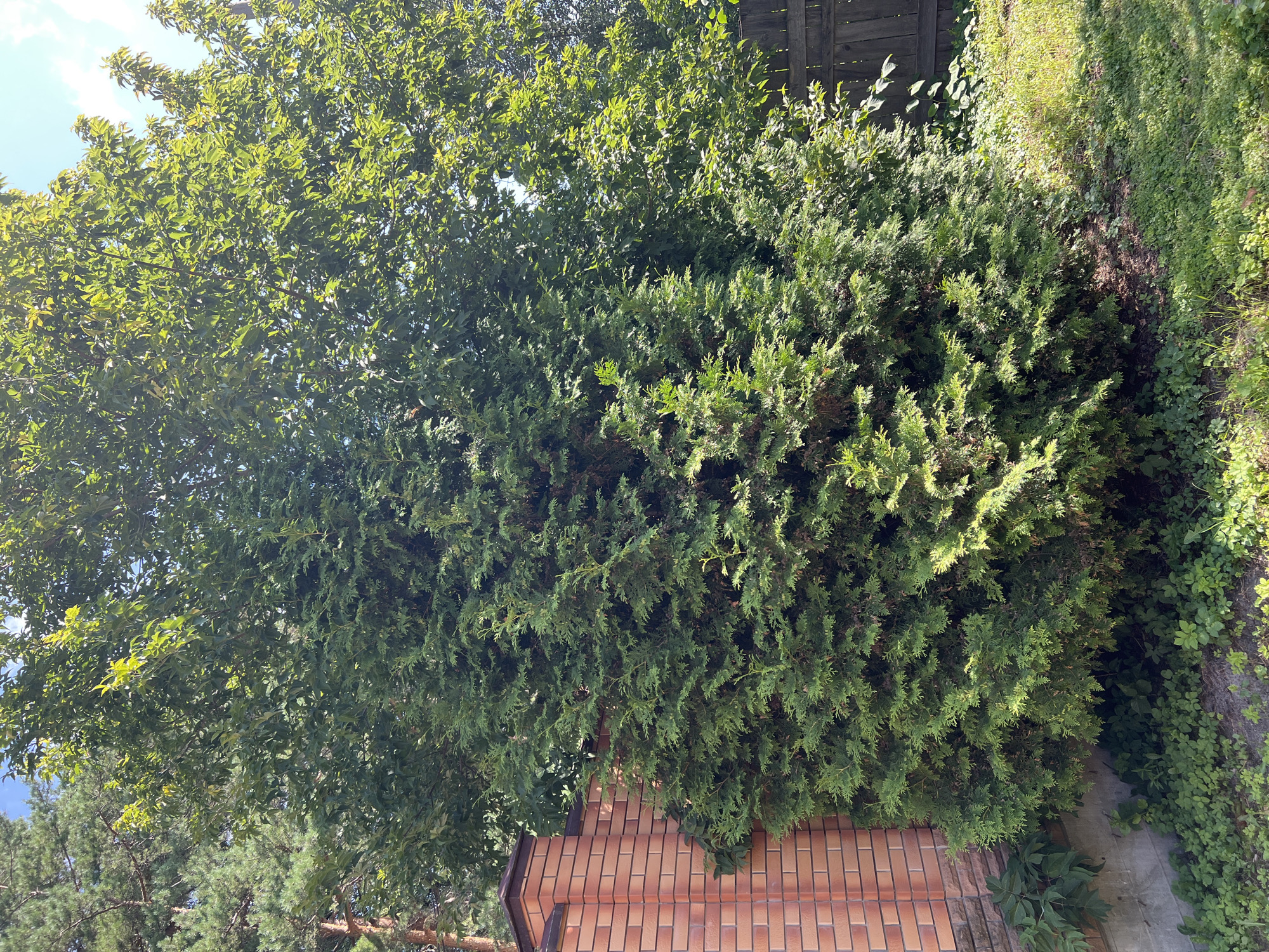 A tall, dense evergreen tree, possibly a cedar or cypress, dominates the center of the frame, its branches reaching upwards. To the left, a brick wall with a decorative cap forms a corner of a building, its orange and brown bricks visible. Behind the evergreen, a deciduous tree with lighter green foliage is visible. The ground is covered with a mixture of grass, small green plants, and some dry leaves. A wooden fence runs along the right side of the image, partially obscured by the foliage. The sky above is a bright blue with a few scattered white clouds, indicating a sunny day. The scene appears to be a residential backyard or garden area.