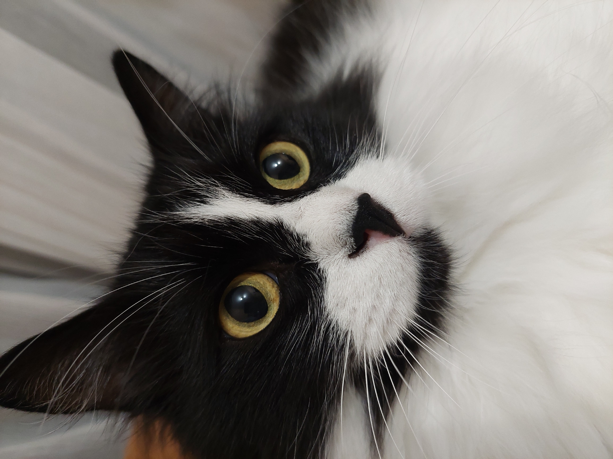 A close-up, slightly angled, eye-level shot focuses on a black and white cat. The cat has striking yellow eyes with black pupils. Its fur is predominantly black around the eyes and ears, with a white patch on its face and a white chest. The cat is positioned on a surface with a vertical grain. There is no identifiable information to indicate this image was taken in Plovdiv, Bulgaria.