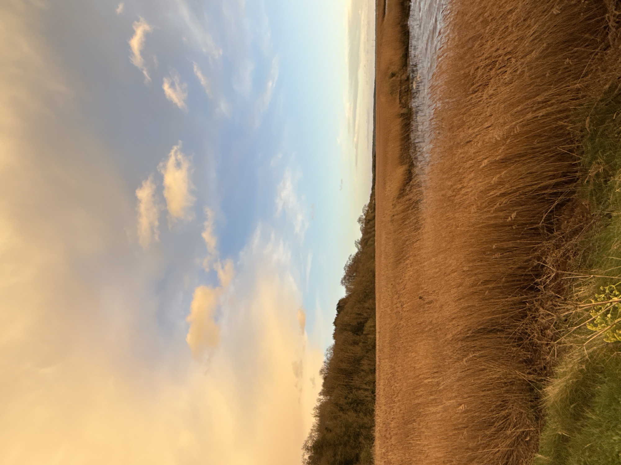 The image displays a wide-angle landscape photograph of a wetland environment located in the vicinity of Great Yarmouth, United Kingdom, consistent with areas within the Norfolk Broads.
The sky occupies the upper third of the frame, exhibiting a distinct color gradient. The left portion features prominent warm orange and yellow cloud formations, suggesting a low sun angle (sunrise or sunset). Towards the right, the sky transitions to a clear, pale blue, interspersed with scattered, small white cumulus clouds.
The mid-ground and foreground are dominated by extensive, dense stands of tall, dry phragmites reeds, displaying reddish-brown and golden-orange coloration. These reeds extend from the bottom edge of the frame, covering the majority of the lower two-thirds of the image, receding into the distance. A thin strip of vibrant green grass and some dried herbaceous plant stalks are visible along the immediate bottom edge of the frame.
On the right side of the image, a body of water, likely a river or a broad, is partially visible, bordered by the dense reed beds. The water surface appears somewhat textured with ripples, reflecting the ambient light.
In the left mid-ground, behind the reed beds, a dense line of deciduous trees forms a dark, largely bare, wooded horizon line. The trees exhibit dark brown and green-brown tones. Further to the right on the horizon, a low-lying, indistinct landmass or distant structures are faintly discernible.
No people, animals, or overt signs of human activity are present within the scene.