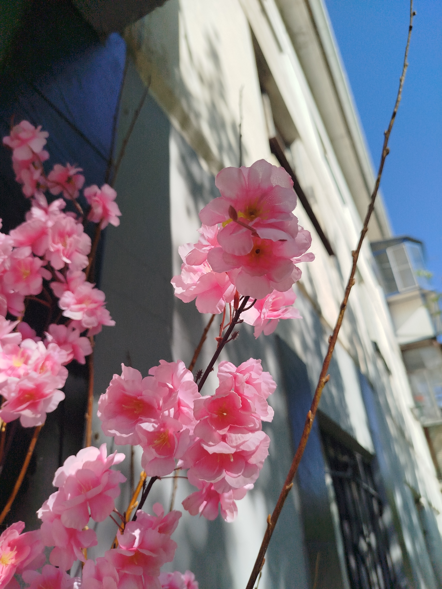 The image captures a close-up of pink blossoms, likely artificial, against the backdrop of a building exterior on a sunny day in an unknown city. The blossoms are in full bloom, with their petals displaying a delicate pink hue. They are attached to brown stems that contrast with the pink. The building behind the blossoms is a light color, possibly white or grey, and features a dark window or opening. The sky is a clear, bright blue. The angle of the shot is looking upwards.
