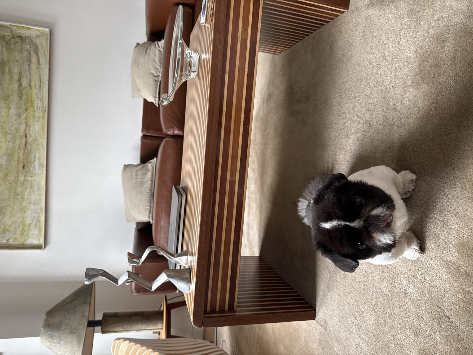 A tan carpet fills most of the frame. A black and white dog is in the lower right. A brown sofa with light cushions is in the upper left. A dark wood coffee table with light wood accents is angled across the center. A silver sculpture sits on the table. A tan painting is on the wall in the upper left. A lamp is in the lower left. The location is possibly inside a residence and there is no indication that the scene is in the city of London, United Kingdom.