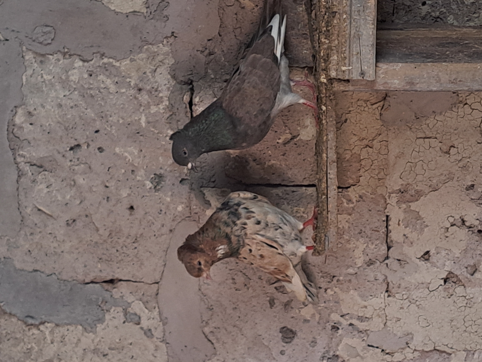 The image displays two pigeons perched on a wooden ledge against a weathered wall in Artik, Armenia. The wall exhibits severe degradation, characterized by extensive cracking, flaking plaster, and exposed underlying material, suggesting an aged structure.
On the left, a light brown and white speckled pigeon stands with a prominent crest of feathers on its head. Its feet are reddish-pink. It is oriented facing slightly right, with its head turned left.
On the right, a dark grey-brown pigeon with iridescent green feathers on its neck and white markings on its wings stands. Its feet are a darker reddish-brown. This pigeon is positioned facing left, its head slightly turned towards the other bird.
Both pigeons are stationary on a rudimentary wooden plank that serves as a perch. The plank shows signs of wear and has accumulated debris. The lighting suggests an interior or sheltered environment. No people are present in the scene.