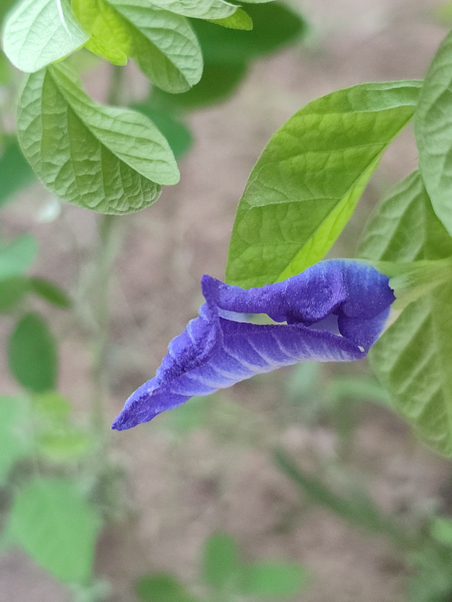 In Blang Cut, Indonesia, a close-up, slightly angled, vertical shot captures a single, vibrant blue flower bud with intricate petal structures and visible veins. The bud is in the foreground, partially unfurling and positioned to the right of the frame. Surrounding the bud are several lush green leaves, some in focus and others softly blurred, creating a naturalistic backdrop. The background consists of a mottled, earthy tone, suggesting a natural outdoor environment. There are no people, animals, or man-made objects present in the scene. The lighting appears to be natural, highlighting the texture and color of the flower and foliage.
