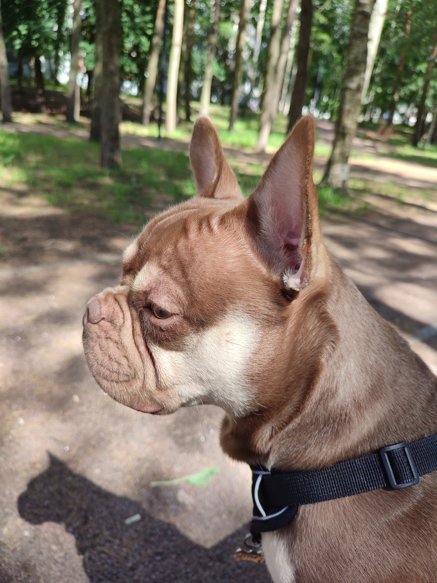 A close-up, profile view captures a tan and white French Bulldog wearing a black collar in a park setting with dappled sunlight filtering through trees. The dog's face is wrinkled, and its eyes are cast downward. The background is blurred, showing green grass and trees, suggesting an outdoor environment in Vsevolozhsk, Russia. The shadow of the dog is visible on the ground.