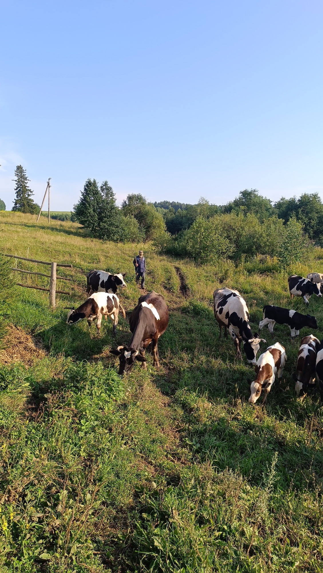 The image depicts a rural scene with a herd of cows grazing in a grassy field under a clear blue sky. In the background, a person wearing a blue jacket and dark pants stands near a dirt path, holding a stick. The field is characterized by tall green grass, scattered trees, and a wooden fence. The location is identified as Karsha, Russia. Several cows, mostly black and white, are scattered throughout the field, with some grazing and others standing. The overall atmosphere is serene and pastoral.