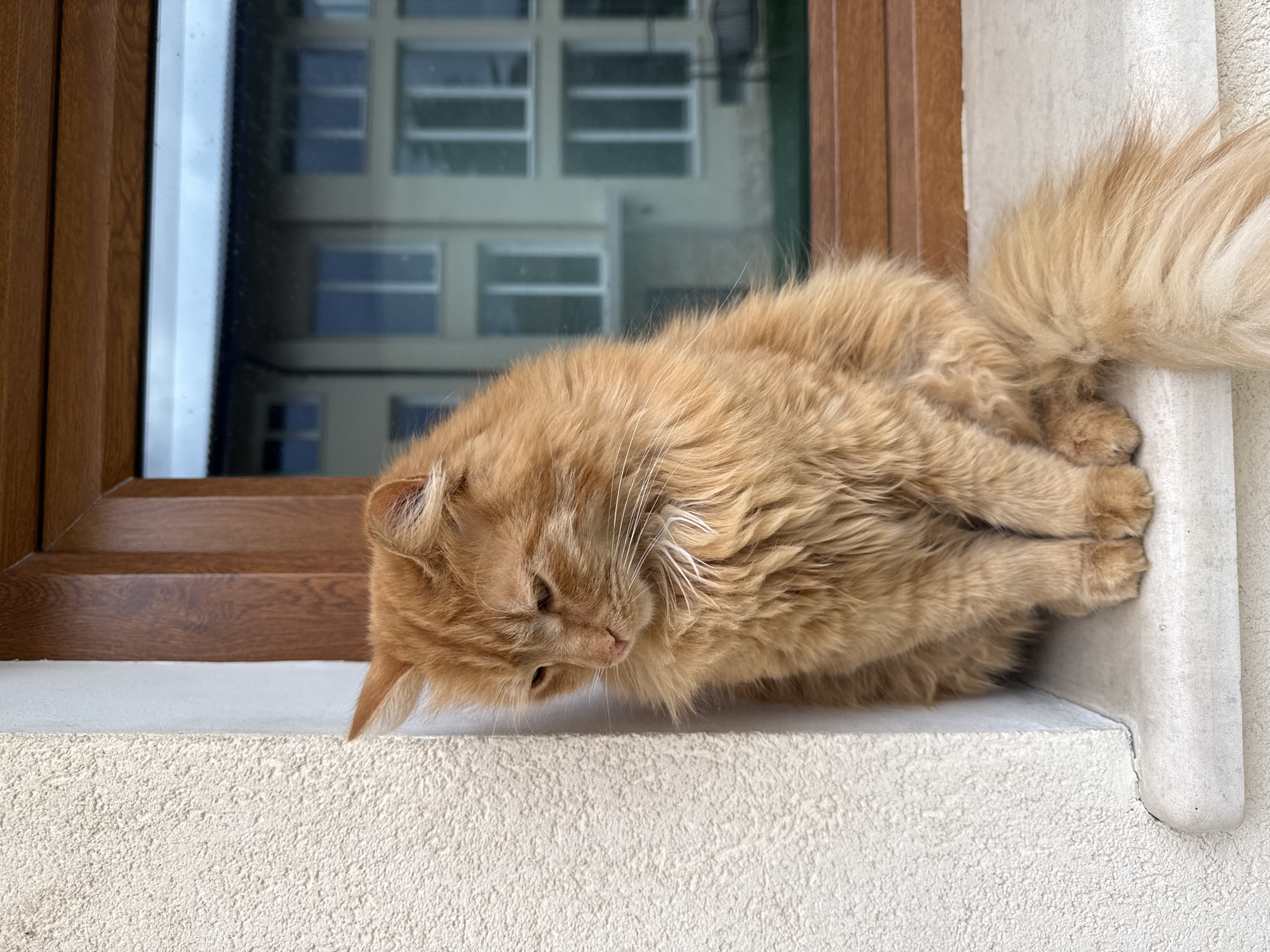 A fluffy, orange cat is curled up on a window sill. The window has a brown frame and is positioned in front of a building. The location is Berkovitsa, Bulgaria.