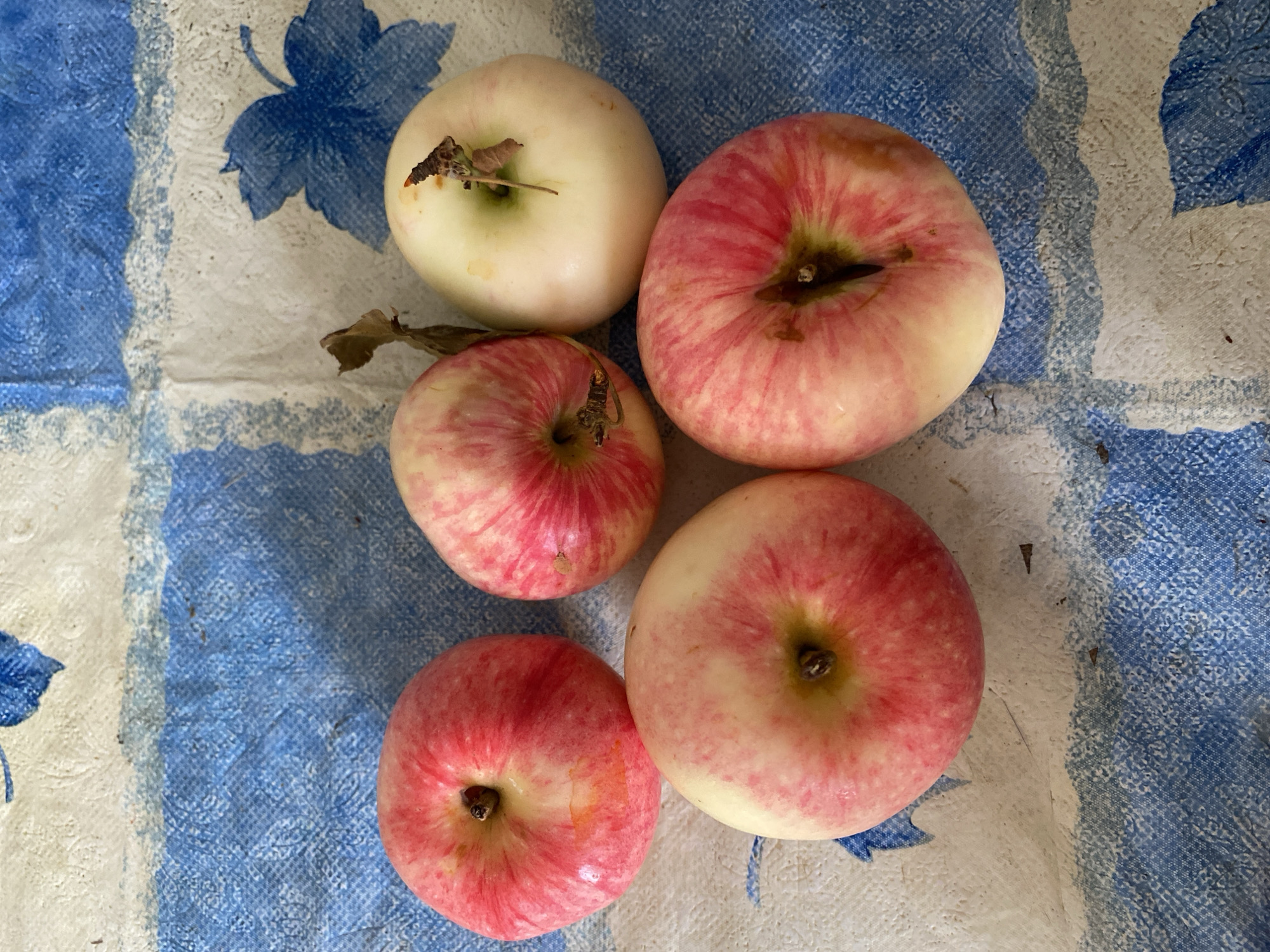 Five apples are arranged on a blue and white patterned tablecloth. The apples are primarily red with areas of yellow and white. One apple, on the right, is mostly white with some red blush. A dried leaf is present near this apple. The tablecloth has a textured pattern and appears to be laid out on a flat surface. The lighting suggests an indoor or shaded outdoor environment. There is no indication of a specific location in Molodizhne, Ukraine.