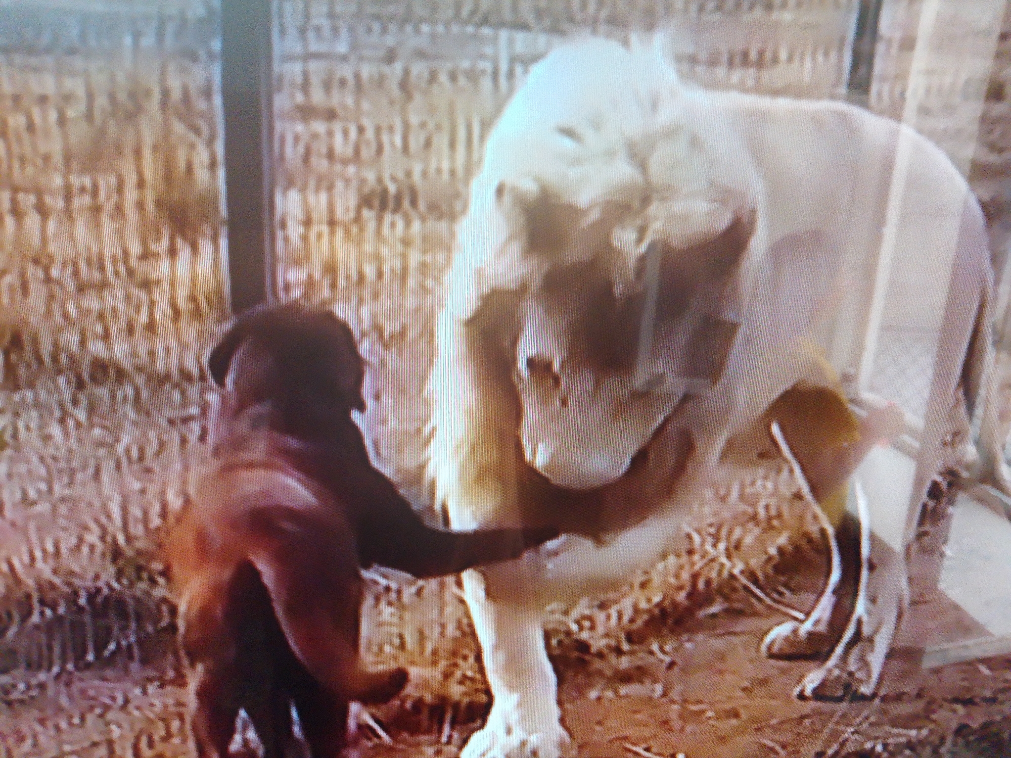 This image depicts a close interaction between a dark-colored dog and a white lion. The dog is positioned in the foreground, facing towards the lion, with its head and upper body visible. The lion is larger and stands to the right of the dog, its head partially obscured by its mane. Their paws are touching, suggesting a gentle or playful interaction. The background appears to be an outdoor enclosure with a fence made of vertical posts and horizontal slats. The ground is covered with dry material, possibly straw or dirt. The lighting suggests an outdoor setting during daytime. There is no indication of the specific location within the city of Dushanbe, Tajikistan.
