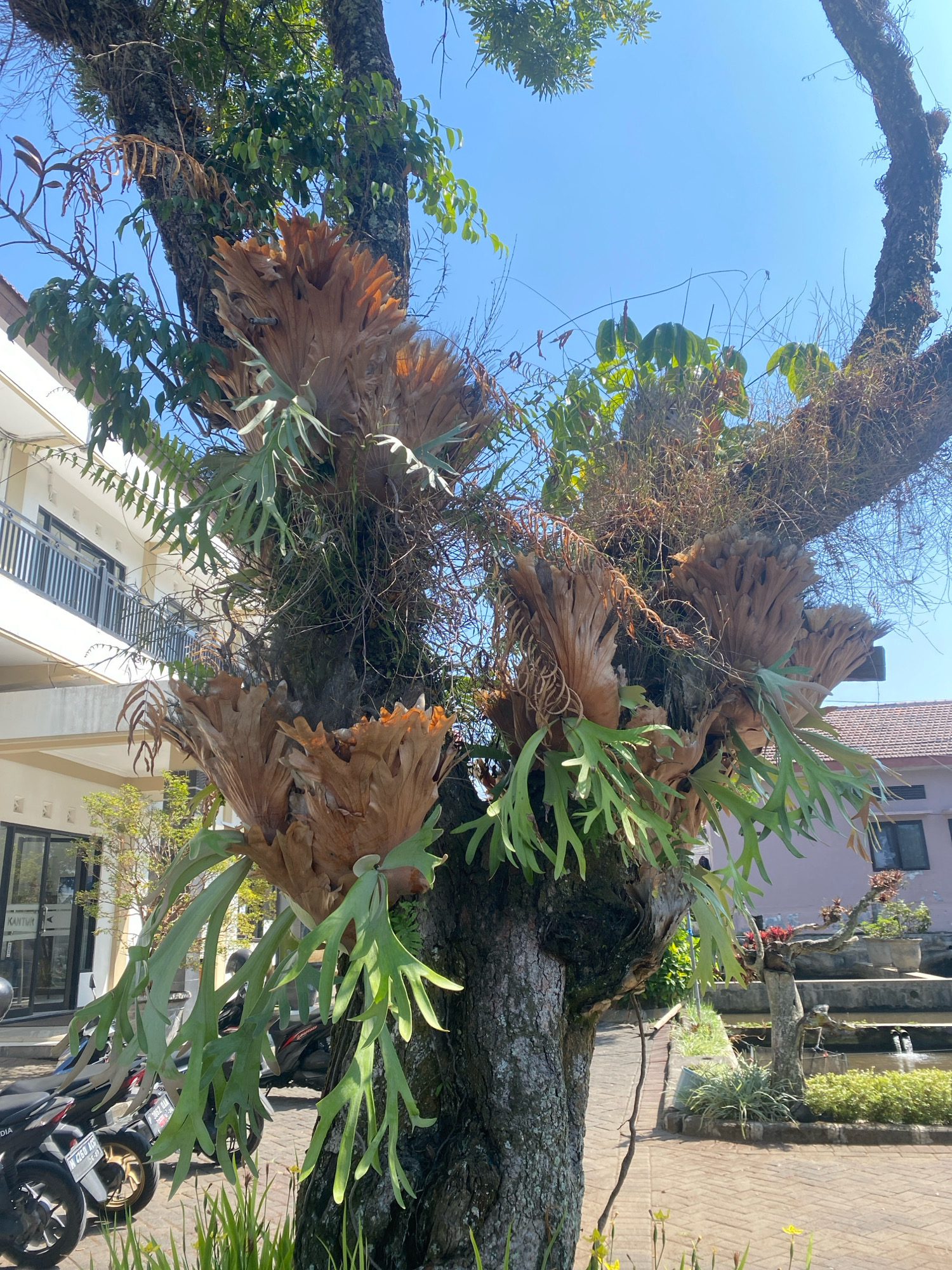 A close-up, low-angle shot shows the trunk and branches of a large tree covered in epiphytic ferns, specifically staghorn ferns. The ferns have large, brown, shield-like fronds and long, green, drooping fronds that resemble antlers. Some dried vegetation is also visible among the ferns. In the background, a modern white building with a balcony and railings is partially visible on the left. On the right, a pinkish-brown tiled roof of another building is seen. The ground is paved with brick-like stones. Several motorcycles are parked in front of the white building. The sky is clear blue, indicating a sunny day. The scene appears to be an outdoor area in a city, possibly a courtyard or garden.