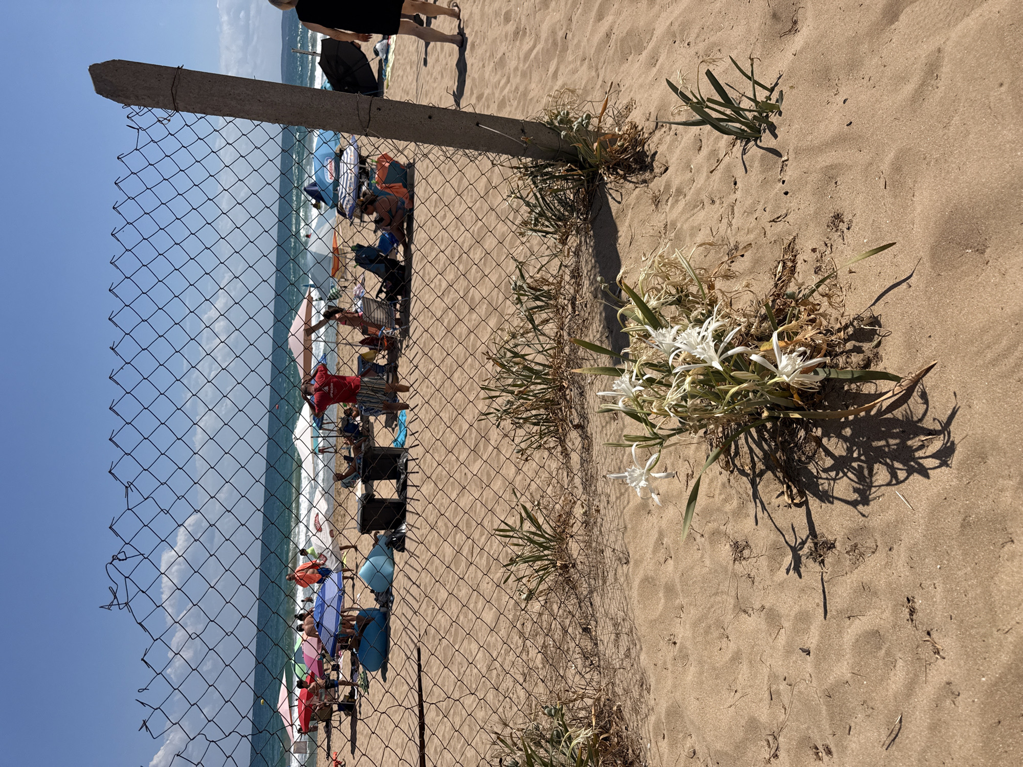 The image depicts a sunny beach scene at the southern end of Sozopol, Bulgaria, near the area known as Harmanite Beach. A chain-link fence, with a broken concrete post, runs diagonally across the foreground, obscuring a portion of the beach and the sea beyond. In front of the fence, on the sand, several white flowers with long, thin petals are growing.
Behind the fence, the sandy beach is populated with beachgoers. Many people are seated under colorful umbrellas, some in beach chairs, while others are standing. The sea is visible with moderate waves and a clear blue sky overhead. A lifeguard, identifiable by a red shirt, stands near the water's edge. The overall impression is a typical summer day at the beach, with a clear division created by the fence between the natural dune vegetation and the recreational area.