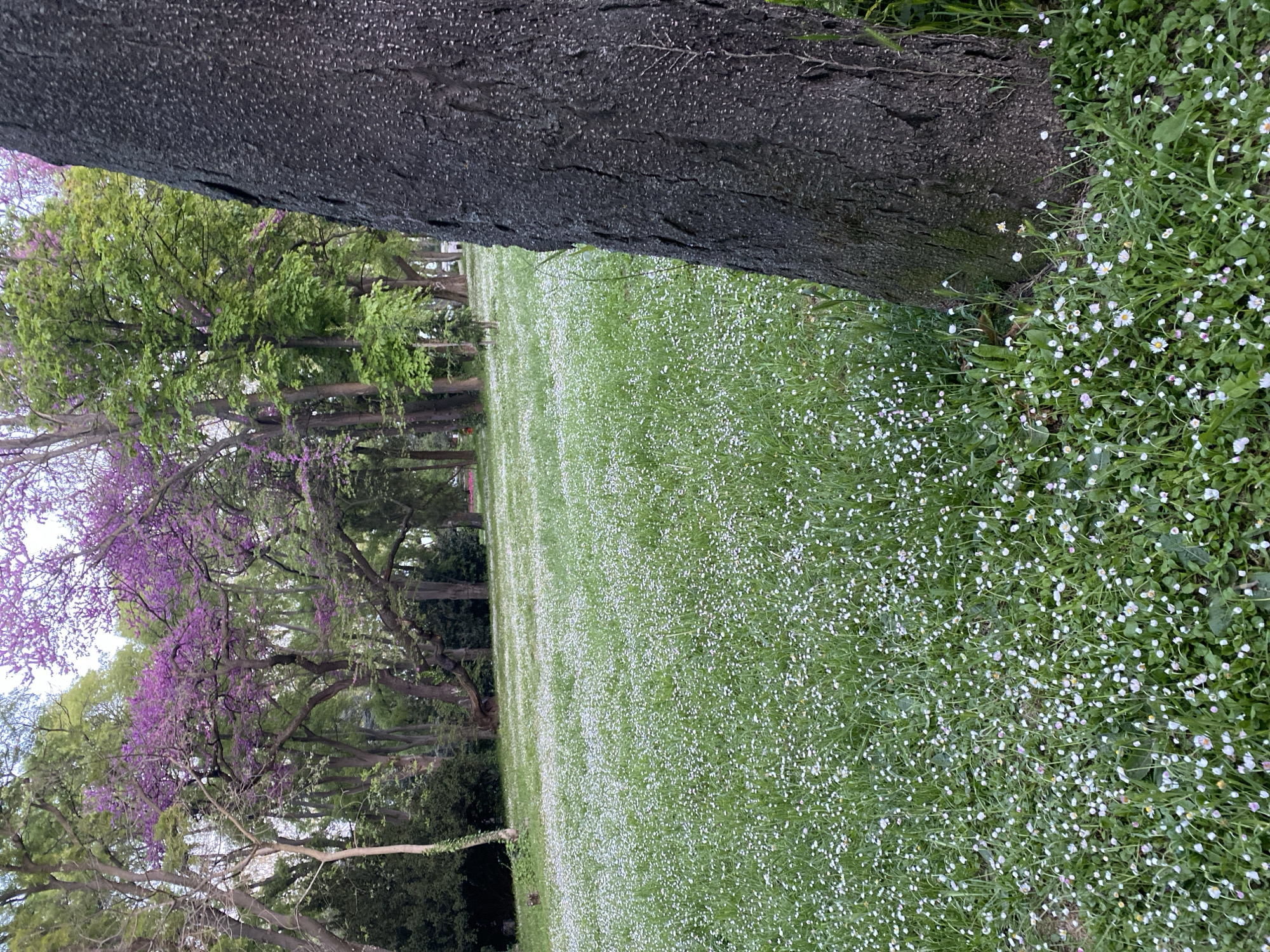 The image depicts a green field in Varna, Bulgaria, densely populated with small white flowers. A large, dark tree trunk occupies the upper portion of the frame, running diagonally from upper-left to upper-right. To the left of the field, a line of trees with green and purple blossoms forms a backdrop. The field extends into the distance, appearing to be part of a park or open space within the city.