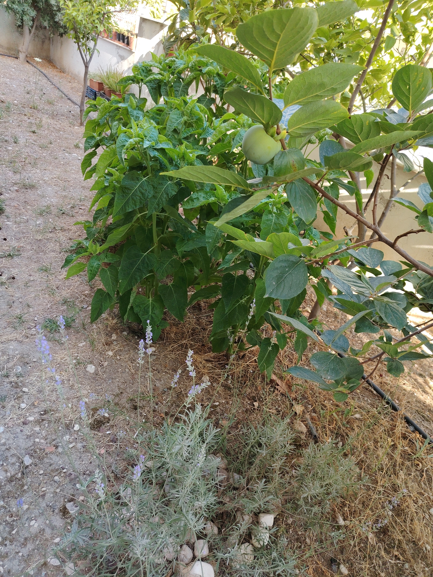 In a garden in Konyaaltı, Turkey, a young green persimmon hangs from a branch amidst lush foliage. The persimmon tree, laden with leaves and branches, is situated to the right of the frame. To the left, a row of pepper plants stands tall. In the foreground, a lavender plant with delicate purple blooms adds a touch of color to the dry, sandy soil. The garden is enclosed by a light-colored wall and surrounded by dry grasses and scattered rocks.