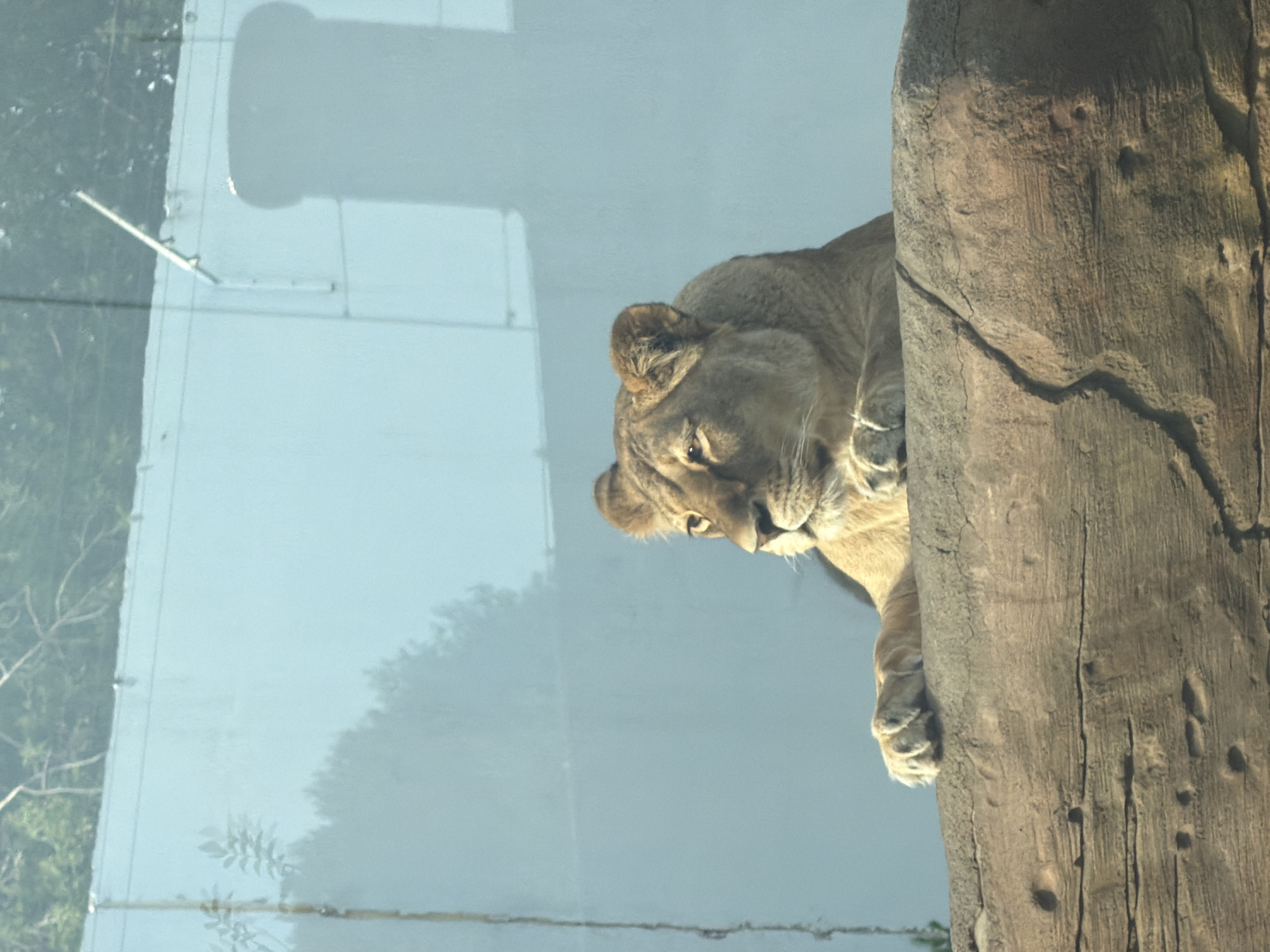 A lioness peeks out from behind a thick, rough-textured tree trunk. Her head and upper body are visible, with her gaze directed downwards. The lioness has light brown fur and her ears are perked forward. One of her front paws is resting on the tree, showing its claws.
The background is a soft, hazy blue, suggesting a bright but possibly overcast sky. In the distance, through what appears to be glass, there are reflections of trees and a light-colored structure, possibly part of an enclosure or building. The light suggests it is daytime. The overall scene conveys a sense of quiet observation by the lioness. There is no visible text in the image.