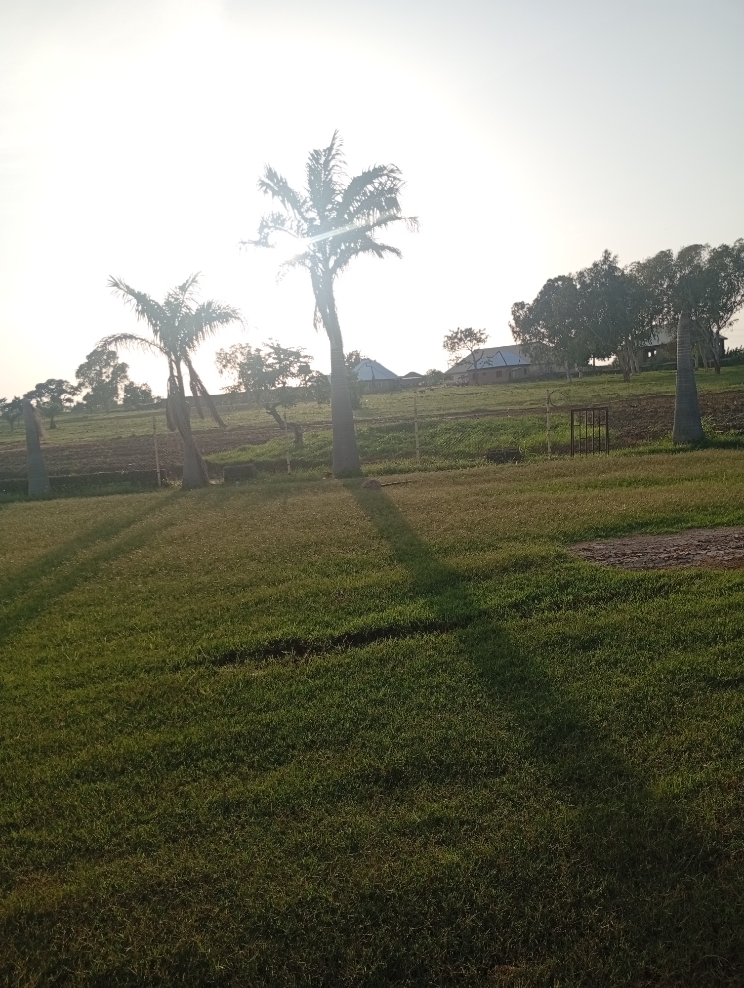 The image depicts an outdoor scene at what appears to be a rural or semi-rural location in Jalingo, Nigeria, likely during the late afternoon or early evening. The sun is low in the sky, casting long shadows across a well-maintained grassy lawn in the foreground.
Several palm trees are visible, with two prominent ones in the mid-ground, and another thinner one to the far right. In the background, there are buildings with light-colored roofs, suggesting a residential or possibly an agricultural settlement. A line of trees forms a backdrop behind the buildings, with some appearing to be eucalyptus trees due to their slender, upright form and foliage. A metal gate or fence structure is also visible in the mid-ground.
The ground appears to be a mix of cultivated fields and grassy areas. The lighting suggests a clear sky, indicating fair weather. The overall mood of the image is peaceful and serene, capturing the natural beauty of the landscape as the day draws to a close. No people are visible in the image, and there is no visible text. The scene evokes a sense of tranquility and the calm of rural life.