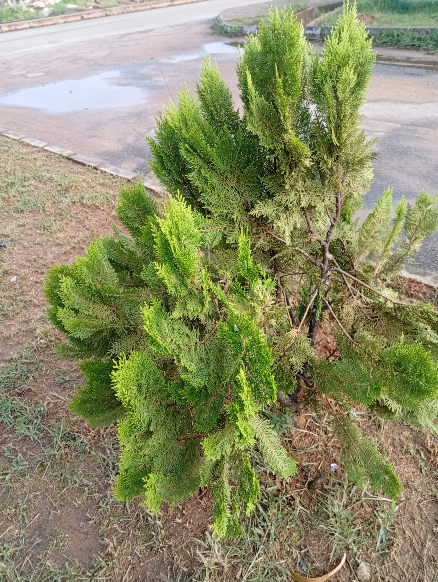 A mature evergreen tree, likely a Cypress or Juniper species, stands in the foreground of an outdoor scene. The tree has a dense, bushy foliage of vibrant green, with some lighter green and brown sections indicating new growth and perhaps some seasonal shedding. The ground around the tree is covered with dry grass and soil. In the background, a wet asphalt road is visible, with a large puddle of water reflecting the overcast sky. A low concrete curb separates the grass from the road. The overall impression is of a natural setting within an urban environment, possibly a park or a roadside planting in Jos, Nigeria. There are no people or animals visible in the image.