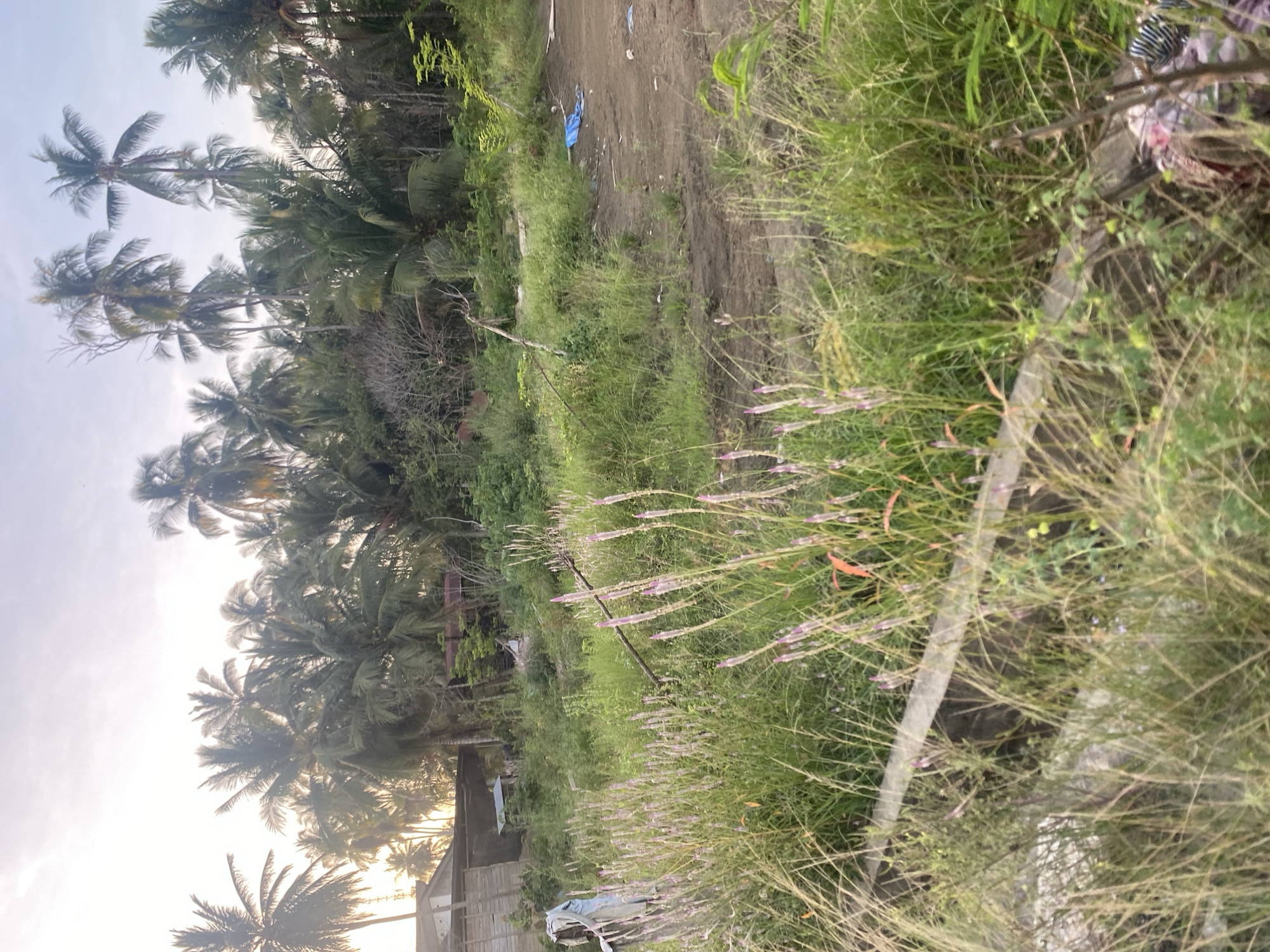 The image depicts a tropical coastal scene in Pantebaroglesiblah, Indonesia. A sandy path runs along the edge of lush, overgrown vegetation. Palm trees are prominently visible in the background against a bright sky, suggesting either sunrise or sunset. In the foreground, tall grasses and flowering plants dominate, partially obscuring debris or discarded materials. Some wooden structures are visible among the vegetation. The scene appears unkempt, suggesting a relatively untouched or less developed area. There are no people visible in the image.