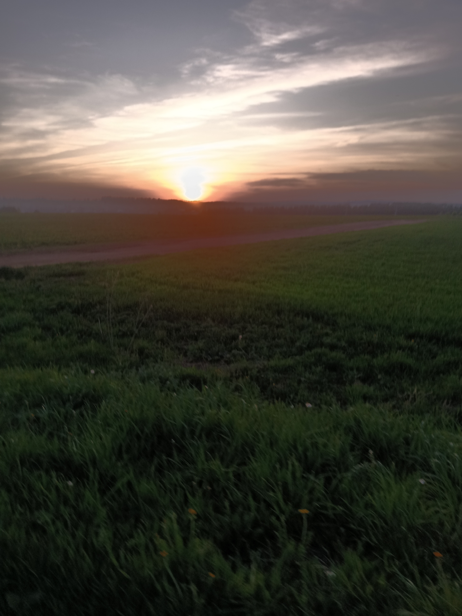 The image depicts a field of green grass under a sunset. The sun is positioned on the horizon, obscured by a thin layer of dark vegetation. A dirt path or track runs across the field in the middle ground. The sky is a mix of light and dark clouds, with a bright glow surrounding the setting sun. The location is Фоки, Russia. No people are visible.