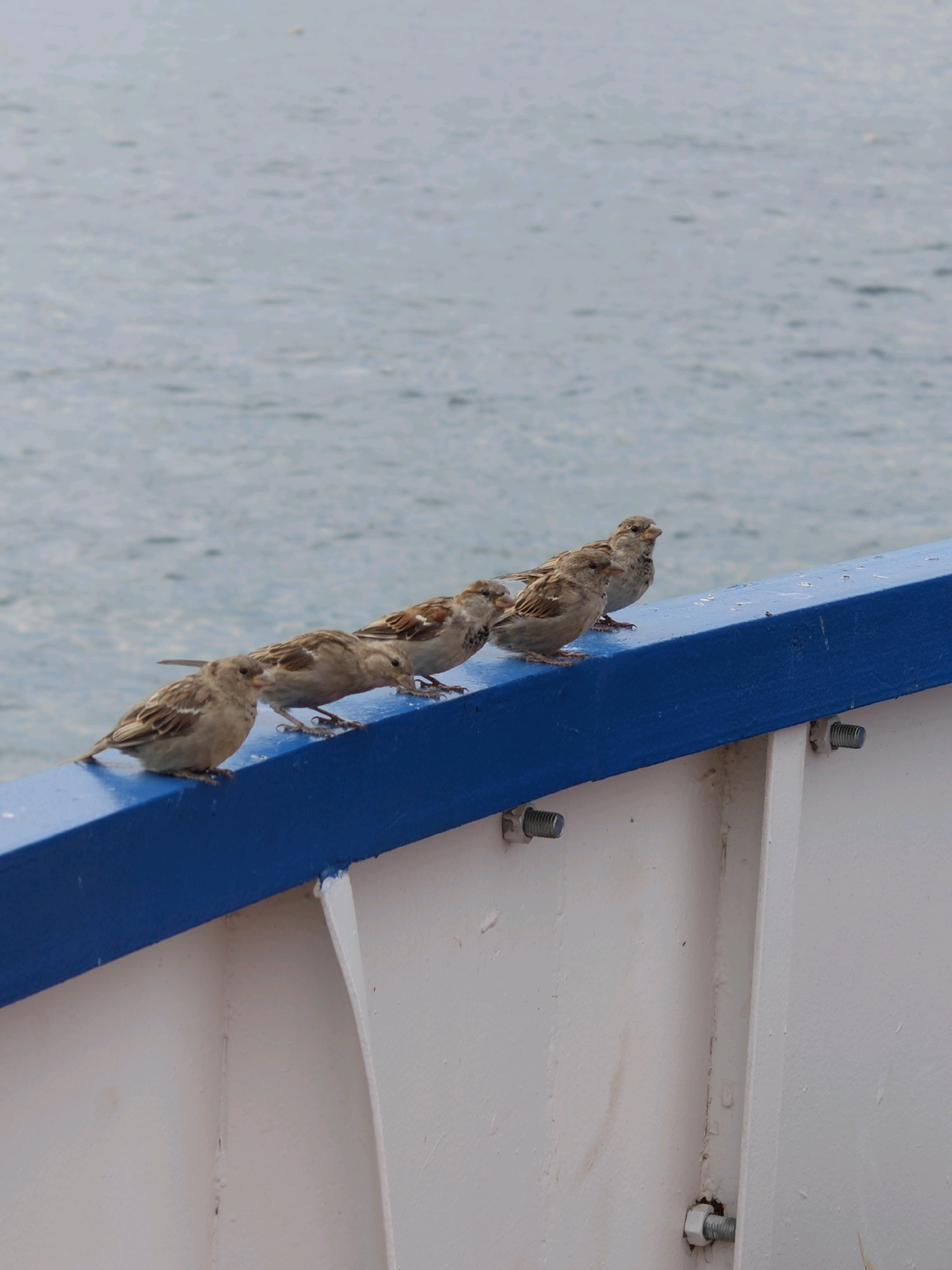A line of five sparrows are perched on a blue railing. The railing appears to be attached to a white structure, possibly a boat or a building, by visible bolts. In the background, a body of water, likely the sea or a large lake, is visible under an overcast sky. The sparrows are facing to the right, with their heads angled slightly downwards. The scene is devoid of any human presence. The image does not contain information about the city of Khuzhir, Russia.