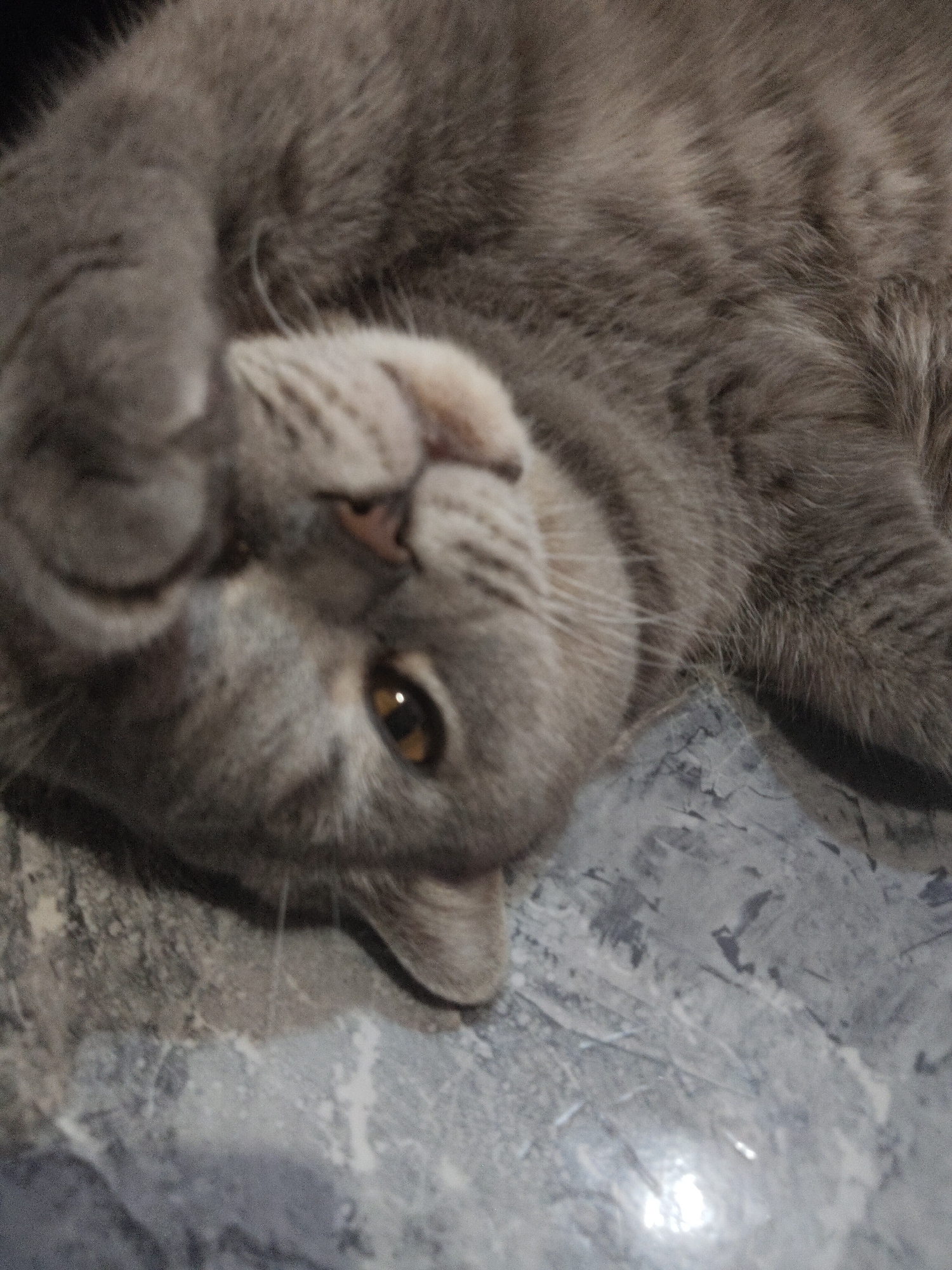 A gray cat lies on a gray and white mottled surface. The cat is positioned on its back, with its head tilted to the side and one paw raised. The cat has amber eyes and a pink nose. The background is out of focus.