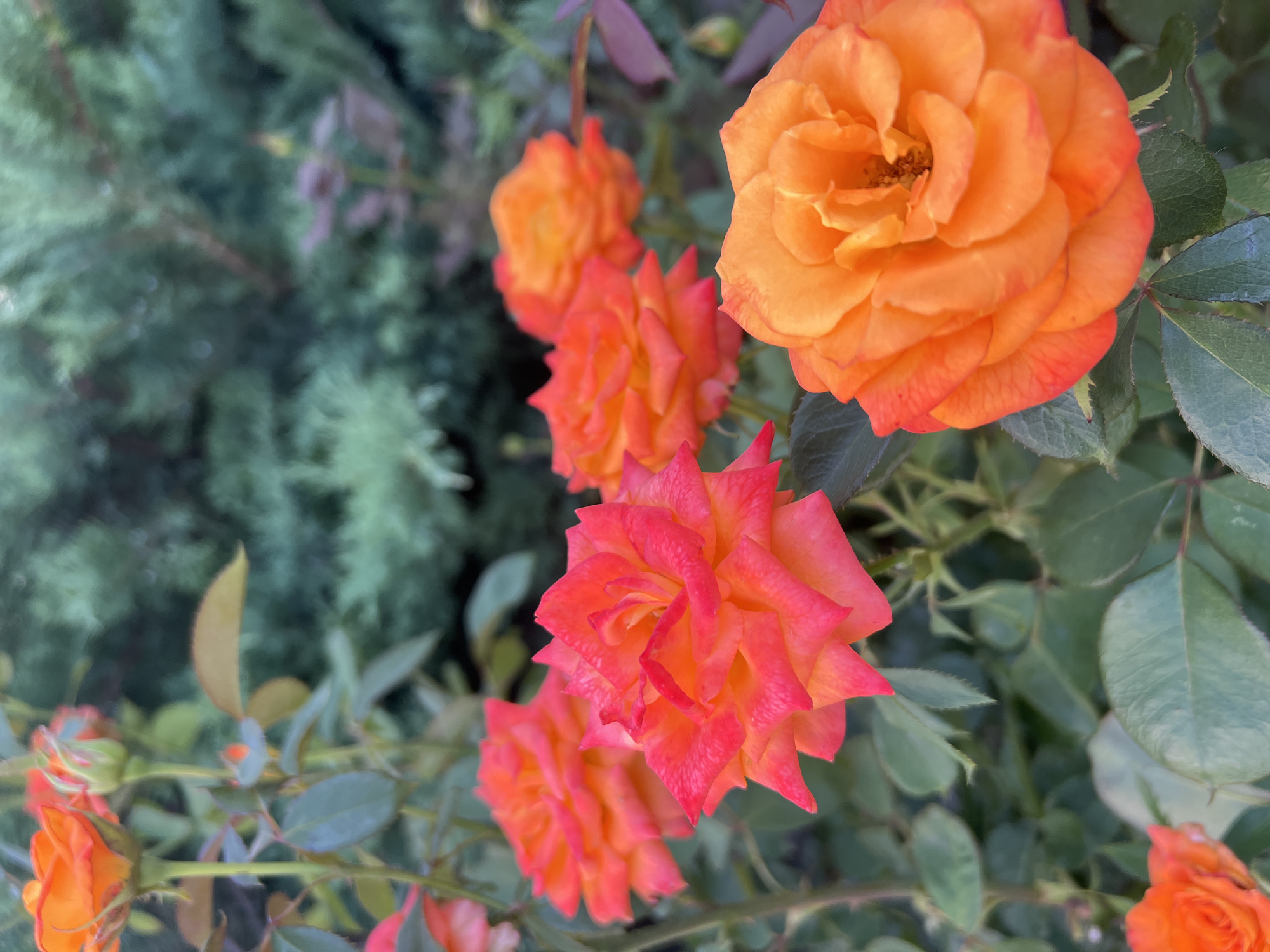 In Kryzhanivka, Ukraine, a cluster of vibrant orange and pink roses blooms amidst lush green foliage. The roses, with their layered petals, are the focal point, with some fully open and others in bud. In the background, a dark green, dense shrubbery provides a contrasting backdrop. The image captures the natural beauty of a garden setting.