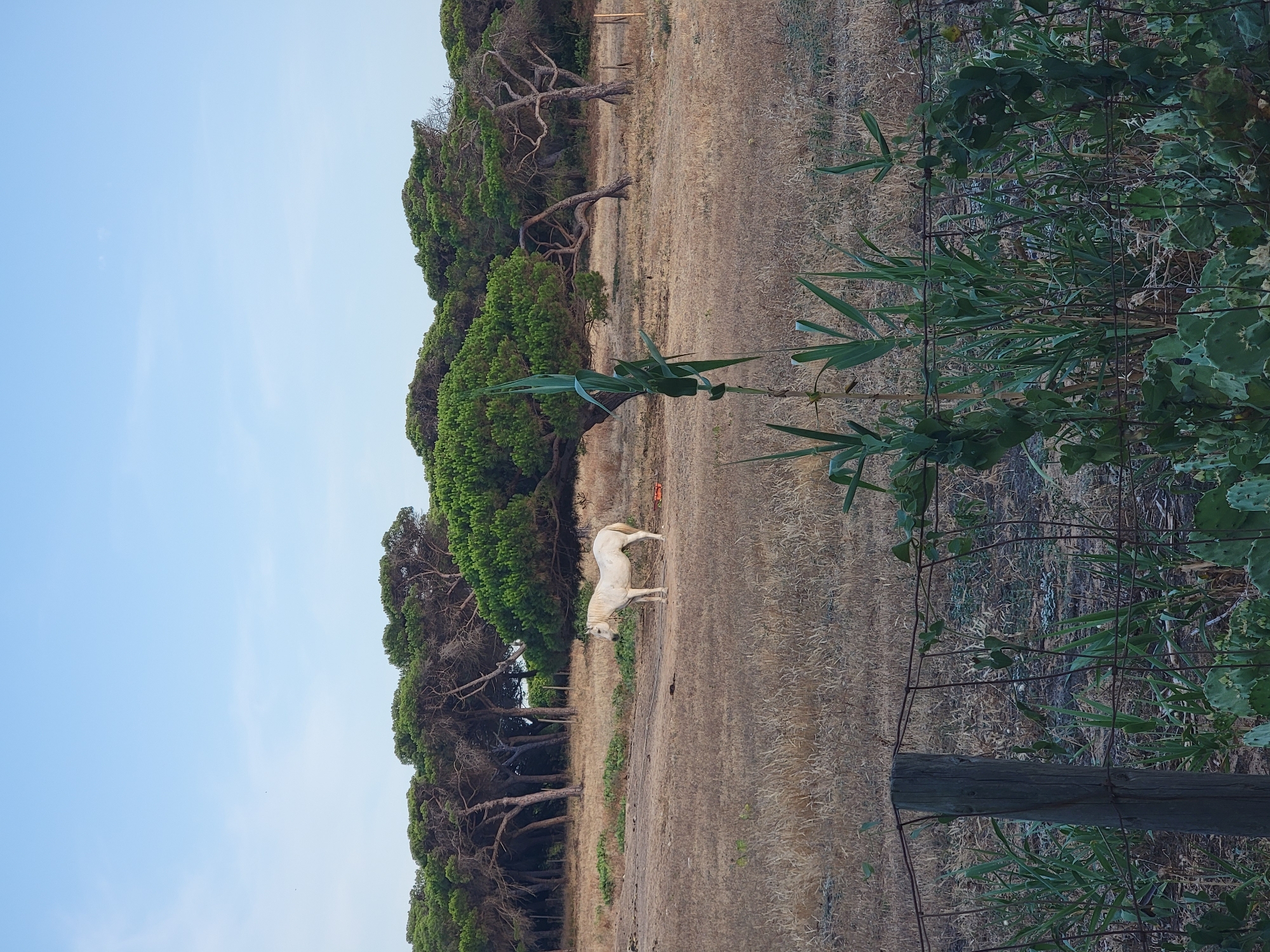 The image shows a white horse standing in a dry, grassy field. In the background, there is a dense line of pine trees, with some of the trees having gnarled trunks. The sky is clear and blue. In the foreground, there is a rustic wire fence with a wooden post. Some green vegetation, including what appears to be cactus pads, is growing near the fence. The scene suggests an outdoor rural or semi-rural environment, possibly on the outskirts of Quarteira, Portugal, given the Mediterranean flora.