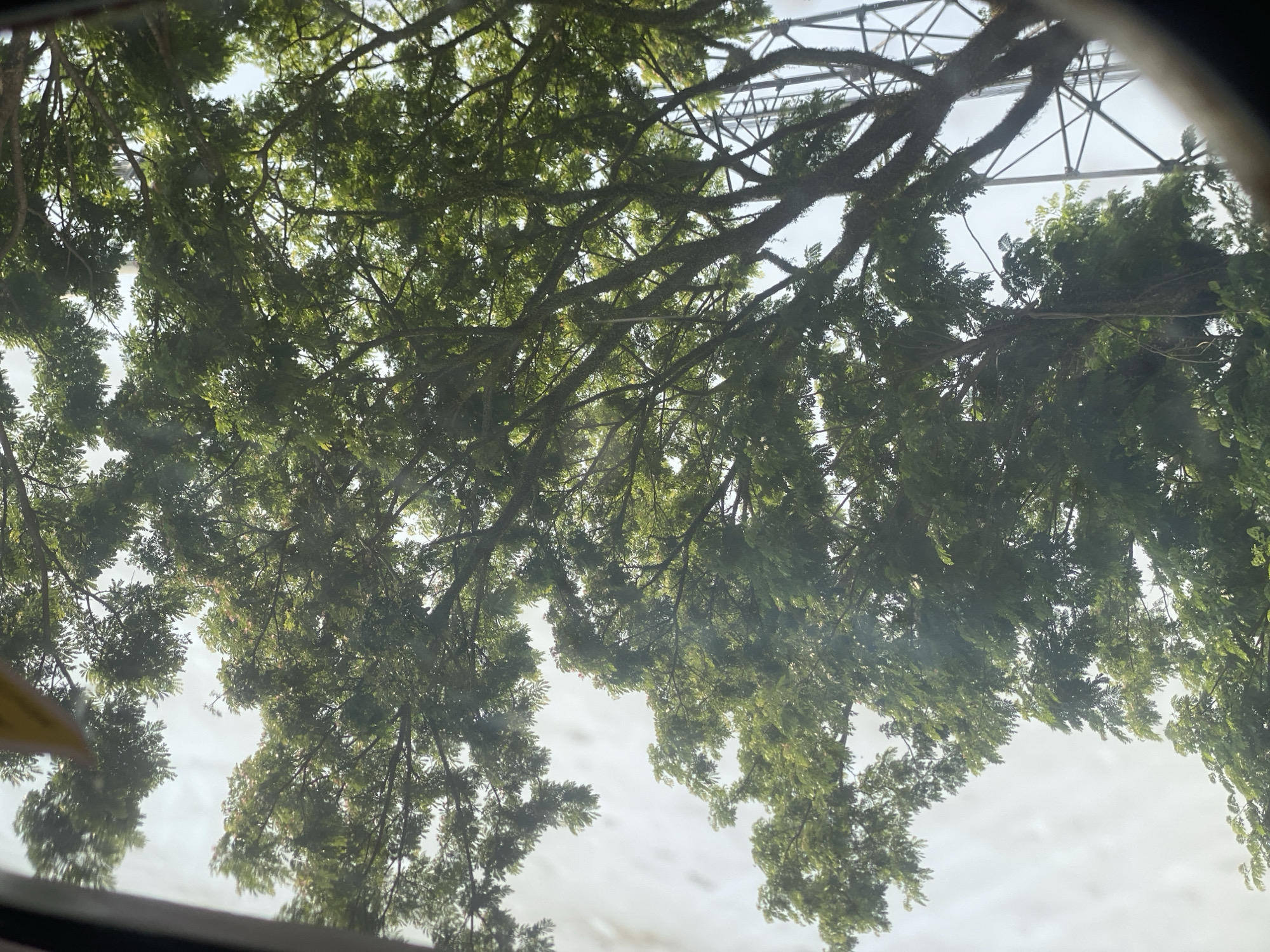 The image is a low-angle shot looking up through the dense canopy of a large tree, likely an Albizia or Mimosa species, with feathery green leaves and intricate branching patterns. The sky, appearing overcast and bright white, is visible through the foliage. To the right of the frame, a lattice-like metal structure, possibly a telecommunications tower, rises above the tree branches. The presence of the tower suggests an urban or semi-urban setting. Given the context of Pakisaji, Indonesia, this scene could depict a common view of trees interspersed with infrastructure in a tropical environment. There are no people or discernible human activity visible in the frame, only the natural elements of the tree and the man-made structure against the sky.