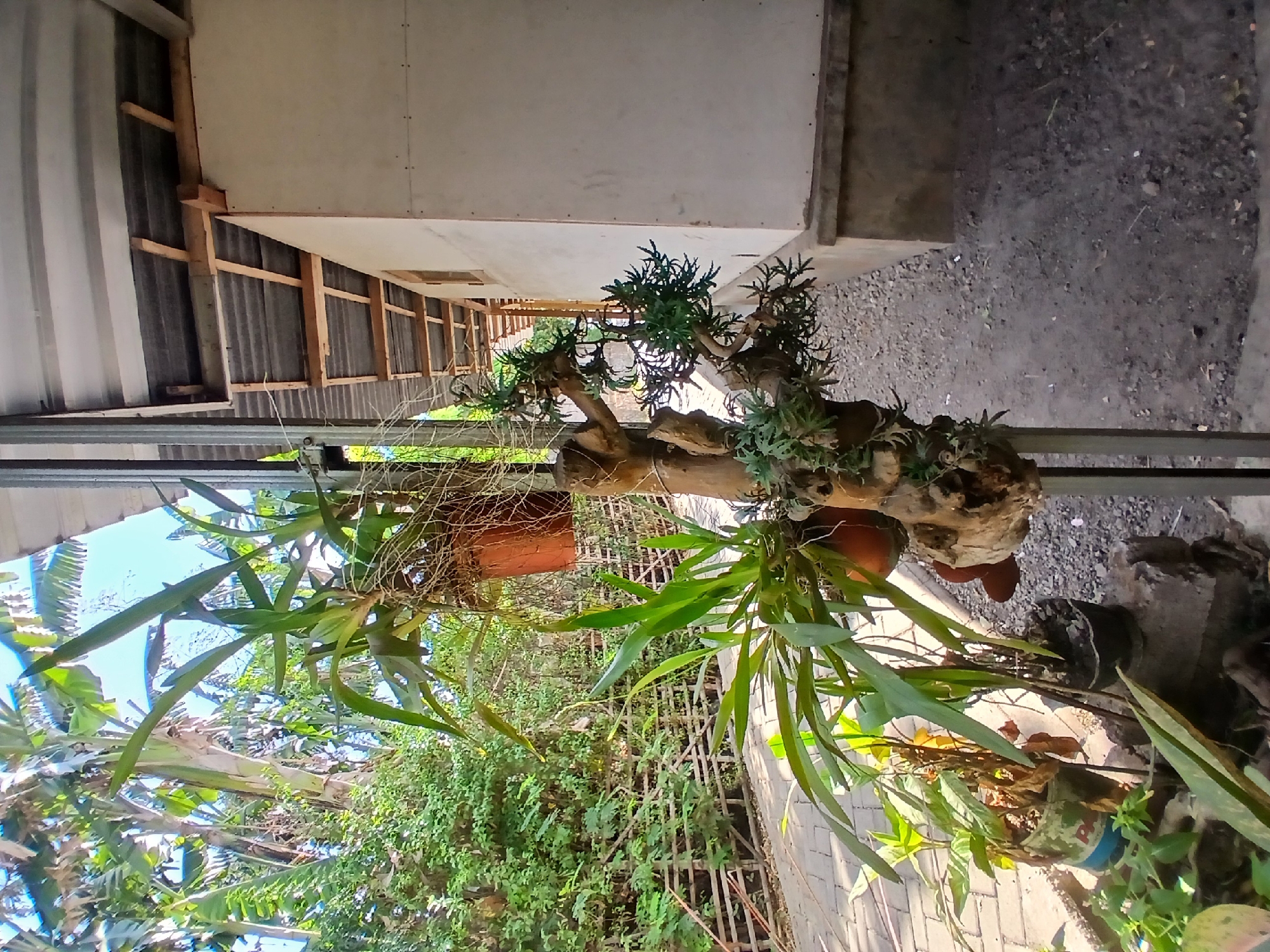 A vertical, medium outdoor shot captures a rustic outdoor living space in Pejaten, Indonesia. The scene is dominated by a collection of plants, some in pots, others attached to a weathered piece of wood that is mounted on a vertical metal pole. In the background, a simple, unfinished building with a corrugated metal roof and wooden supports is visible. The ground is covered with a mixture of gravel and dirt. Lush green foliage, including banana trees, frames the upper left portion of the image, suggesting a tropical environment. A pathway made of interlocking pavers leads into the scene from the left. The lighting indicates it is daytime, with sunlight casting shadows and highlighting the textures of the plants and building materials. There are no people or animals present in the frame.