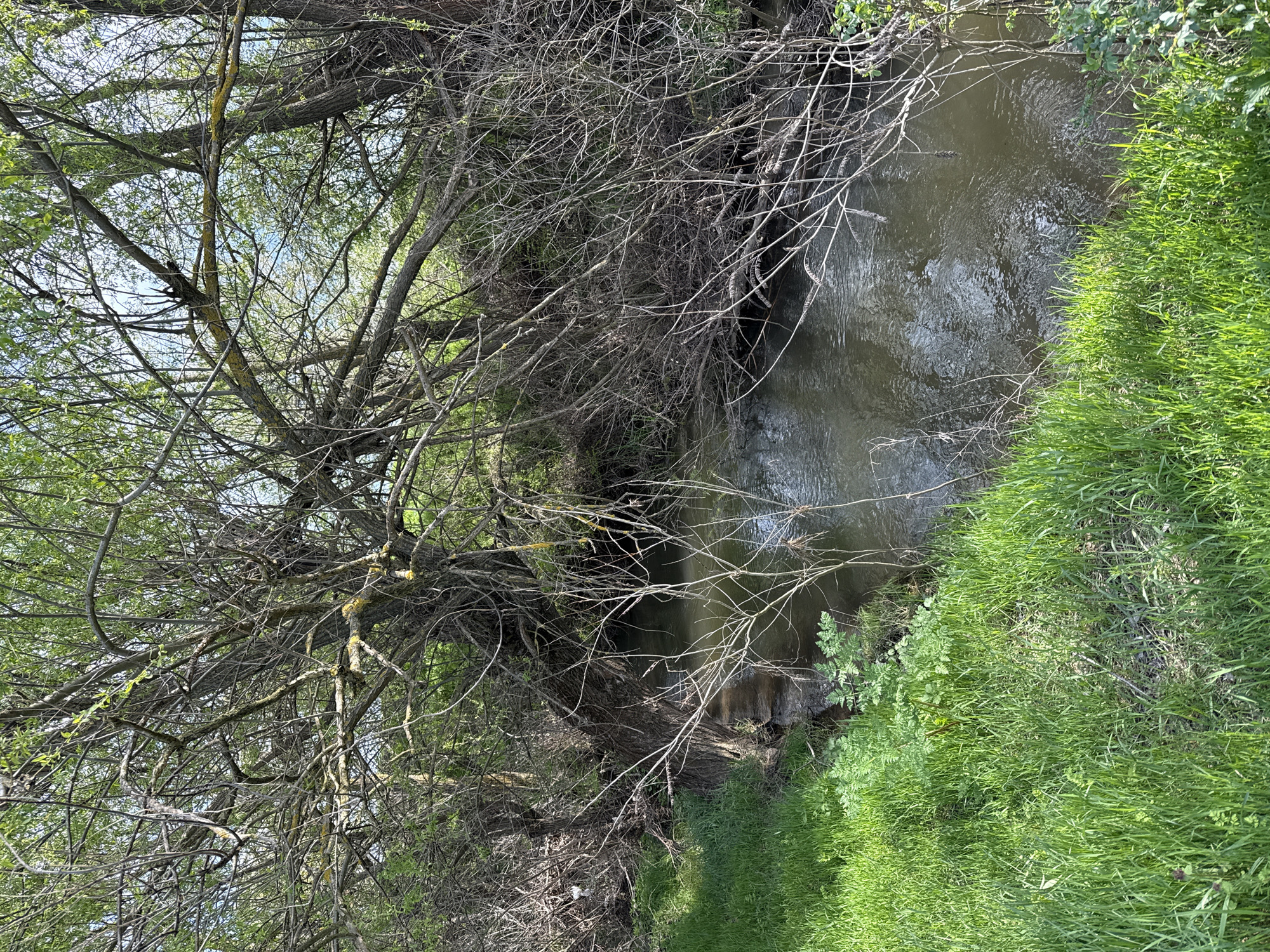 The image depicts a small, slow-moving stream bordered by grassy vegetation on one side and a dense thicket of trees and bare branches on the other. The water is murky, reflecting the surrounding foliage. The branches overhang the water's edge. The location is Pshenichevo, Bulgaria.