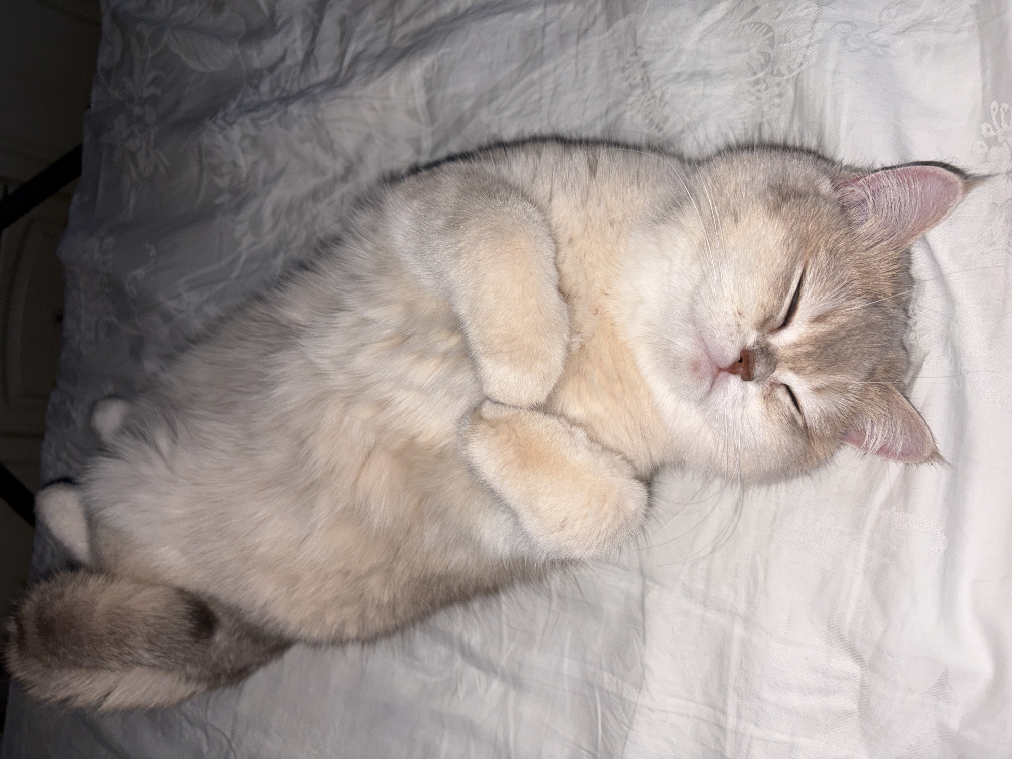 A silver-shaded British Shorthair cat is asleep on a white sheet. The cat is lying on its side with its paws curled up near its face. The cat's tail is also curled. The location is unspecified, and there is no mention of Chaikovsky, Russia.