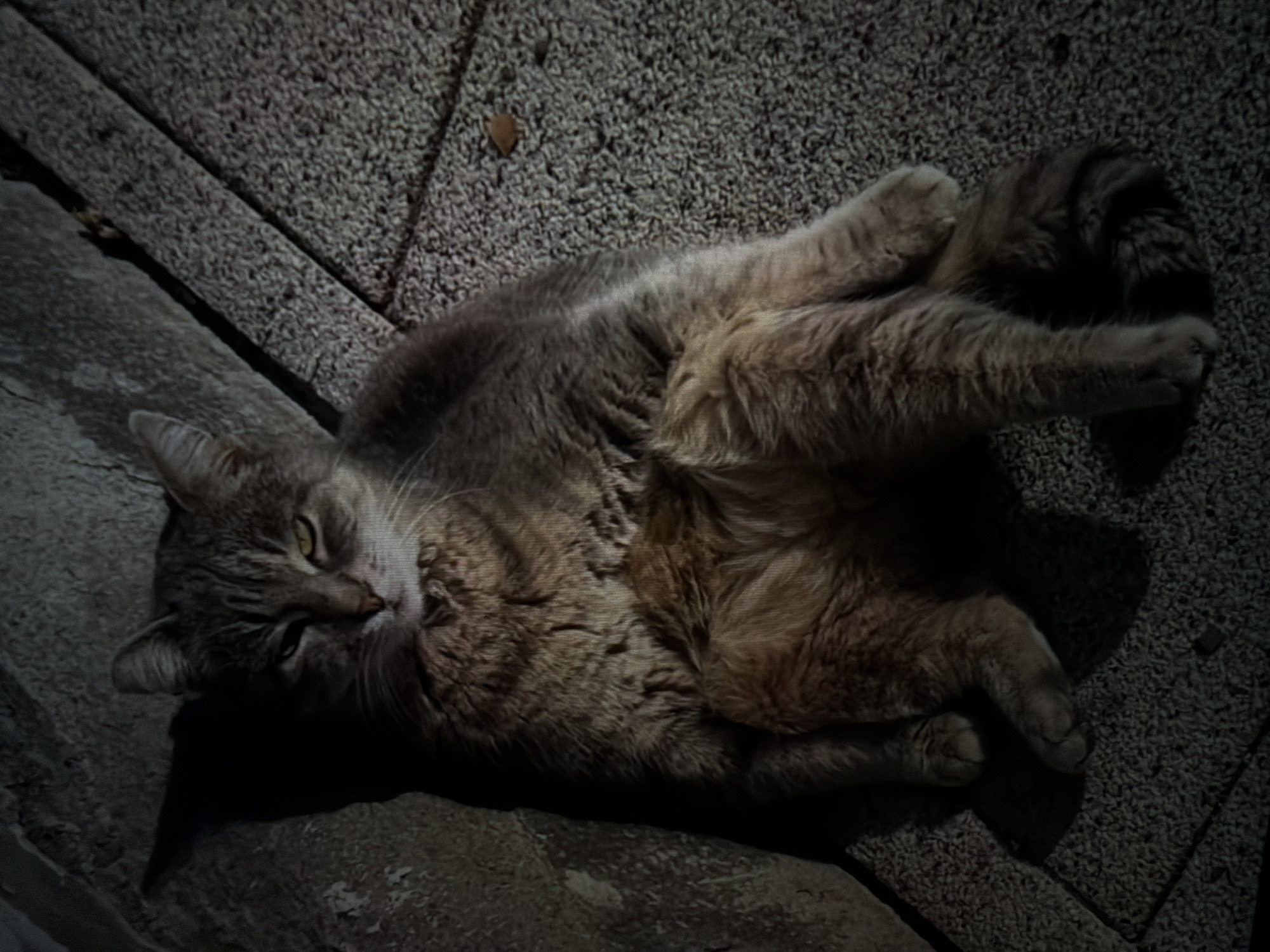 A tabby cat with gray and brown striped fur is captured lying on its back and side on a textured outdoor surface, likely concrete or pavement, in Plovdiv, Bulgaria. The cat's head is tilted towards the viewer, with its yellow-green eyes partially closed, suggesting a relaxed or sleepy state. Its front paws are tucked close to its chest, and its hind legs are also curled up, indicating a comfortable resting posture.
The setting appears to be outdoors during the daytime, possibly in a shaded area or during a time of day with lower sunlight, as significant shadows are cast on the ground and parts of the cat. The ground has a rough, granular texture, and a small, dry, brown leaf is visible on the surface near the cat's body. The cat's fur shows distinct tabby markings, and its whiskers are prominent. No other subjects or visible text are present in the image. The overall impression is one of peaceful repose.