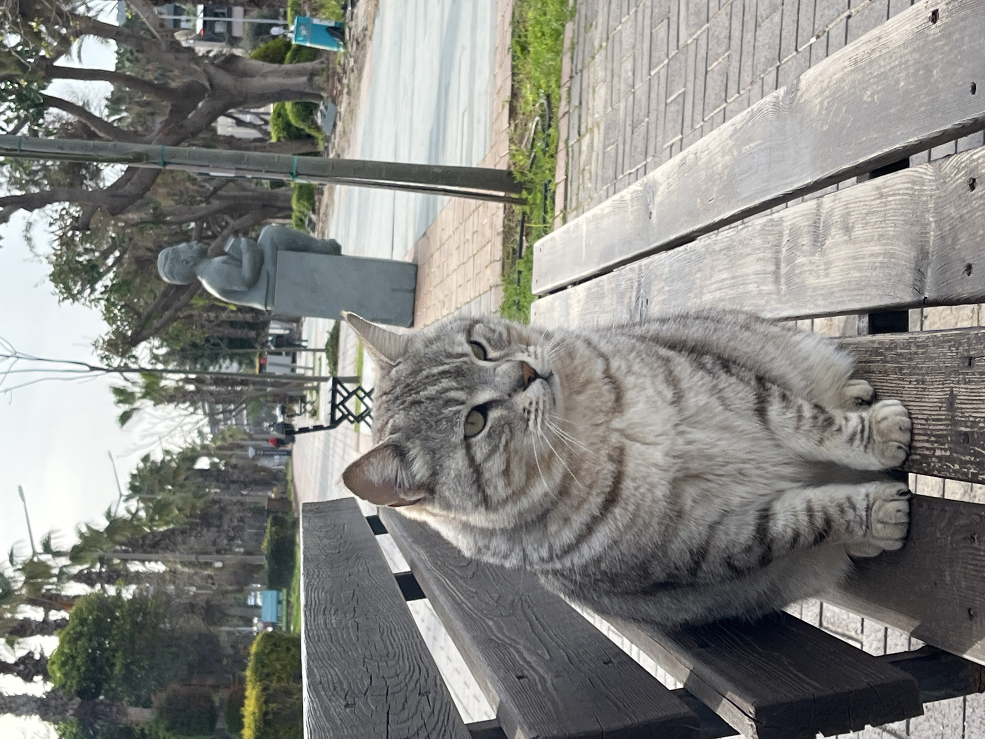 A gray tabby cat rests on a wooden bench in a park-like area, likely in Alanya, Turkey. In the background, palm trees and other trees are visible, along with a statue of a person reading on a bench and what appears to be a paved walkway. The sky is overcast. The photo is rotated to the left, resulting in a slightly tilted perspective.