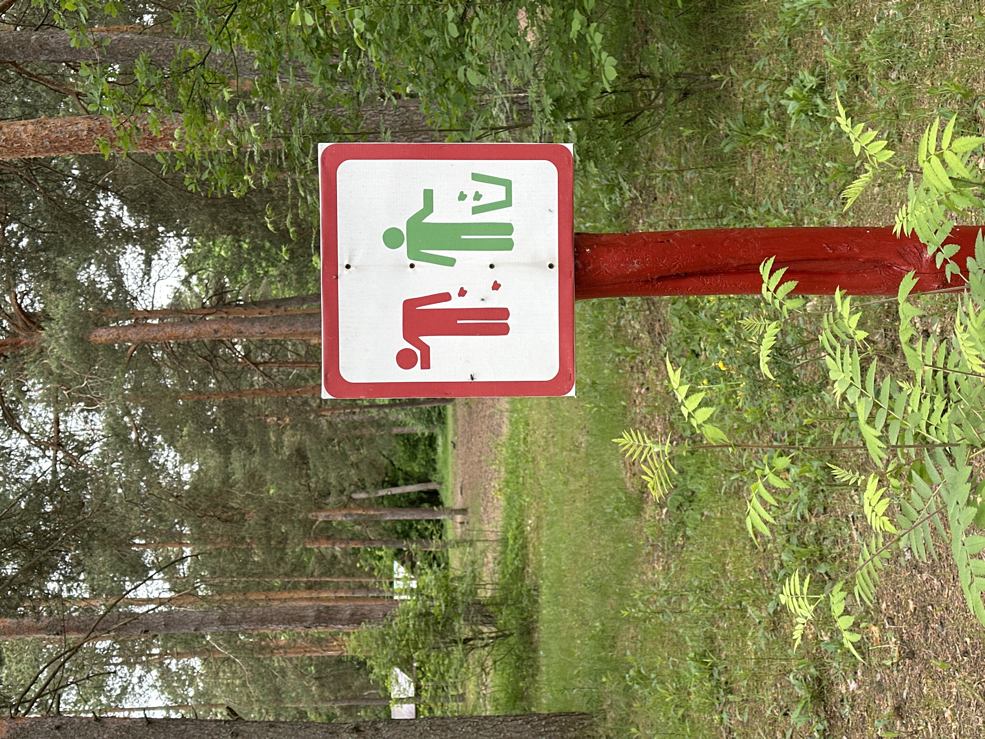 A vertically oriented photograph captures a cautionary sign positioned within a natural, wooded environment, likely a forest or park near Vladimir, Russia. The primary subject is a square white sign, framed by a red border, securely attached to a robust, red-painted wooden post. The sign displays two symbolic stick figures: the upper figure, colored green, illustrates a person properly disposing of an item into a waste bin, while the lower figure, colored red, depicts a person seemingly littering or spilling, with small red dots scattered around its feet.
The setting is a tranquil forest with numerous tall pine trees whose textured, brown trunks rise into the frame. The ground is covered with rich green foliage, including ferns and other leafy plants, indicating a lush undergrowth. A narrow dirt path or clearing is visible in the background, receding deeper into the woods. The natural light suggests it is daytime, with light filtering through the tree canopy. The image emphasizes the importance of environmental responsibility in this outdoor recreational area.