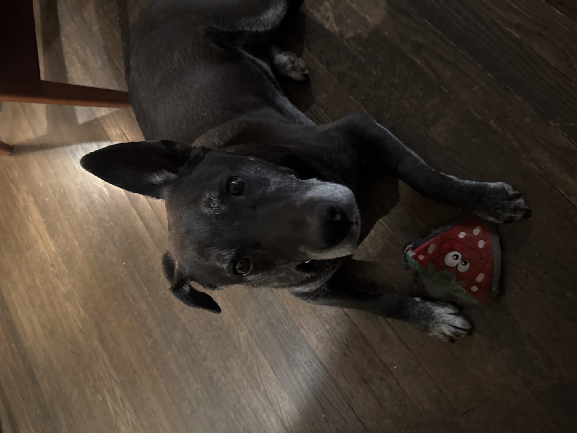 The image depicts a medium-sized domestic dog lying on a wooden plank floor in an indoor setting within New York, United States of America. The dog has dark grey to black fur with prominent grey fur around its muzzle and eyes, suggesting advanced age. Its right ear (viewer's left) stands erect, while its left ear (viewer's right) is folded downwards. The dog wears a collar and looks directly forward, engaging the viewer. Situated on the wooden floor near the dog's front paws is a fabric dog toy, designed as a red fruit slice with white spots and a green rind, featuring an embroidered cartoon face with white eyes and a red mouth. The floor consists of warm-toned wooden planks. A portion of a dark brown wooden furniture leg is visible in the upper right background.
