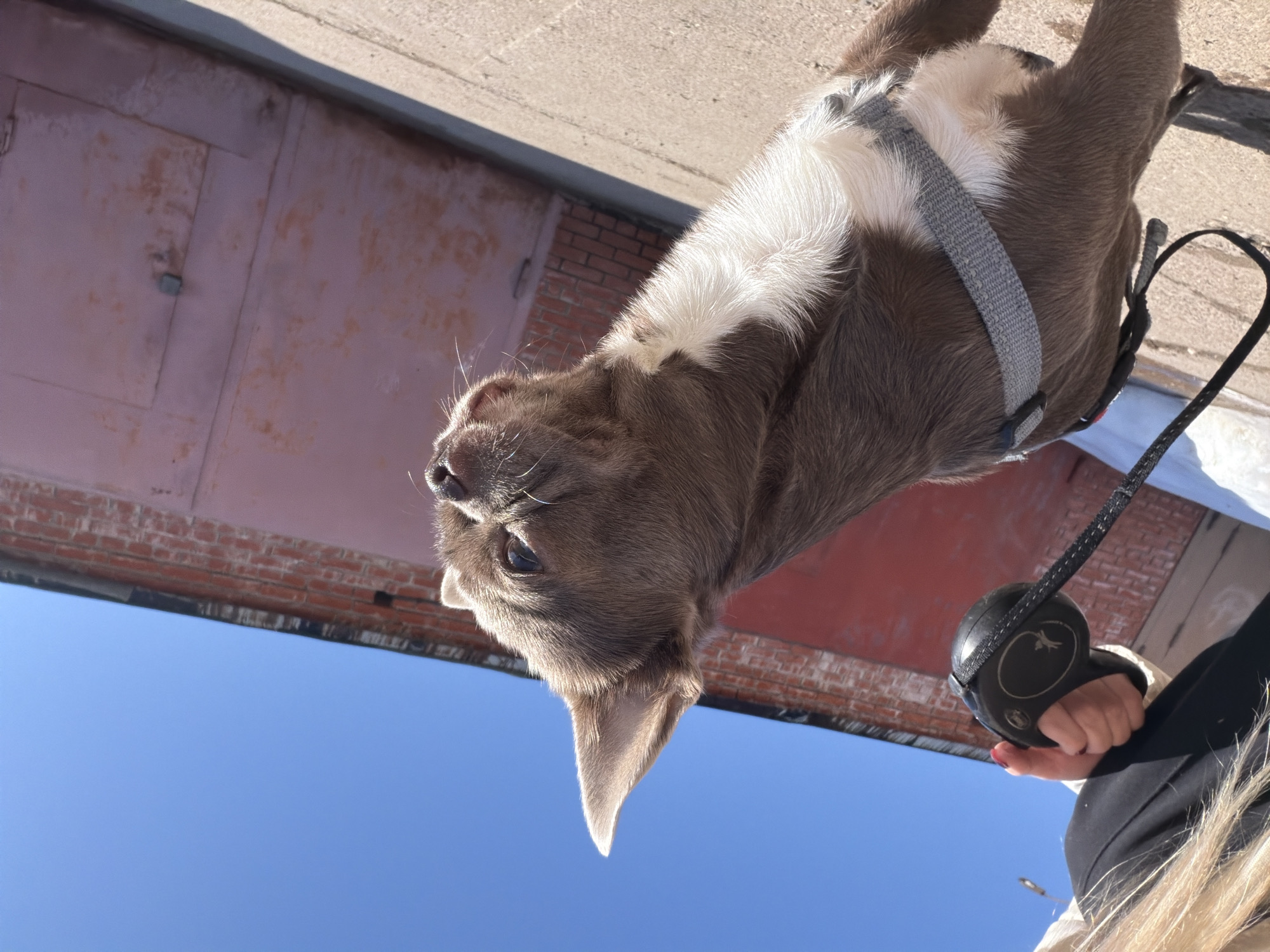 A low-angle shot shows a brown and white dog with a gray harness and a retractable leash being held by a person wearing a black jacket. The dog is looking upward. The background includes a building with a pink garage door and a brick wall. The sky is blue. The location is likely Votkinsk, Russia, given the request.