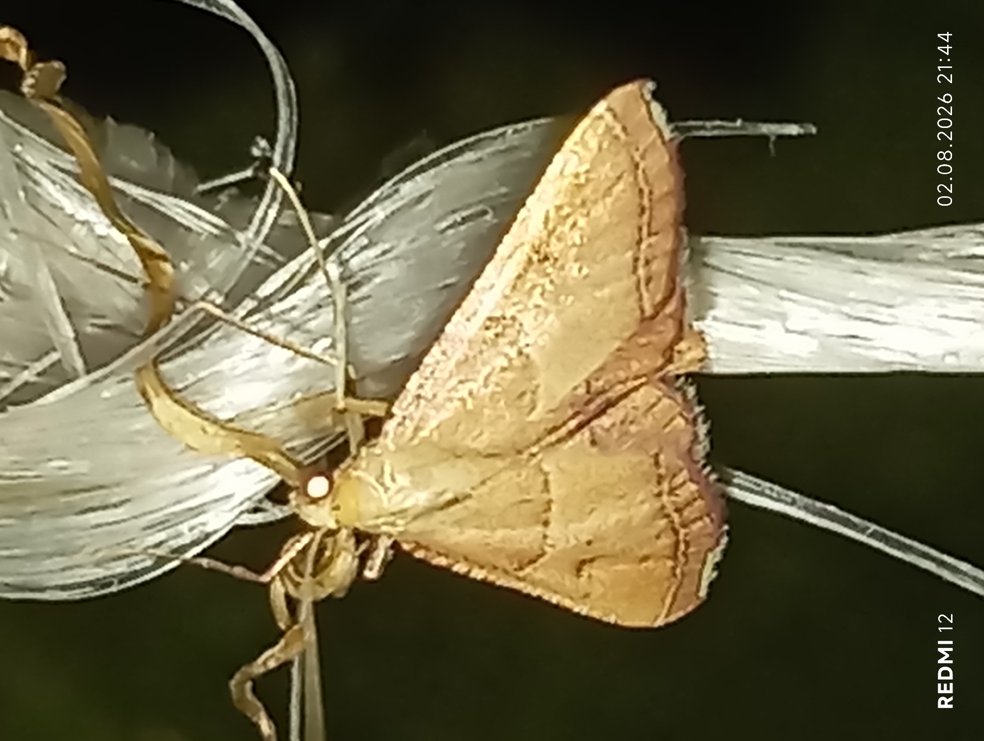 A close-up, high-angle shot captures a moth perched on a white, fibrous stem. The moth, predominantly golden-brown with darker markings on its wings, is positioned horizontally across the frame. Its wings are folded upwards, revealing intricate patterns. Two bright white spots, likely reflections from the flash, are visible on the moth's head. The background is dark and out of focus, providing a stark contrast to the subject. The lower left corner of the image displays the text "REDMI 12", and the lower right corner shows the date "02.08.2026 21:44". The scene appears to be an outdoor setting, likely in the city of Smila, Ukraine.