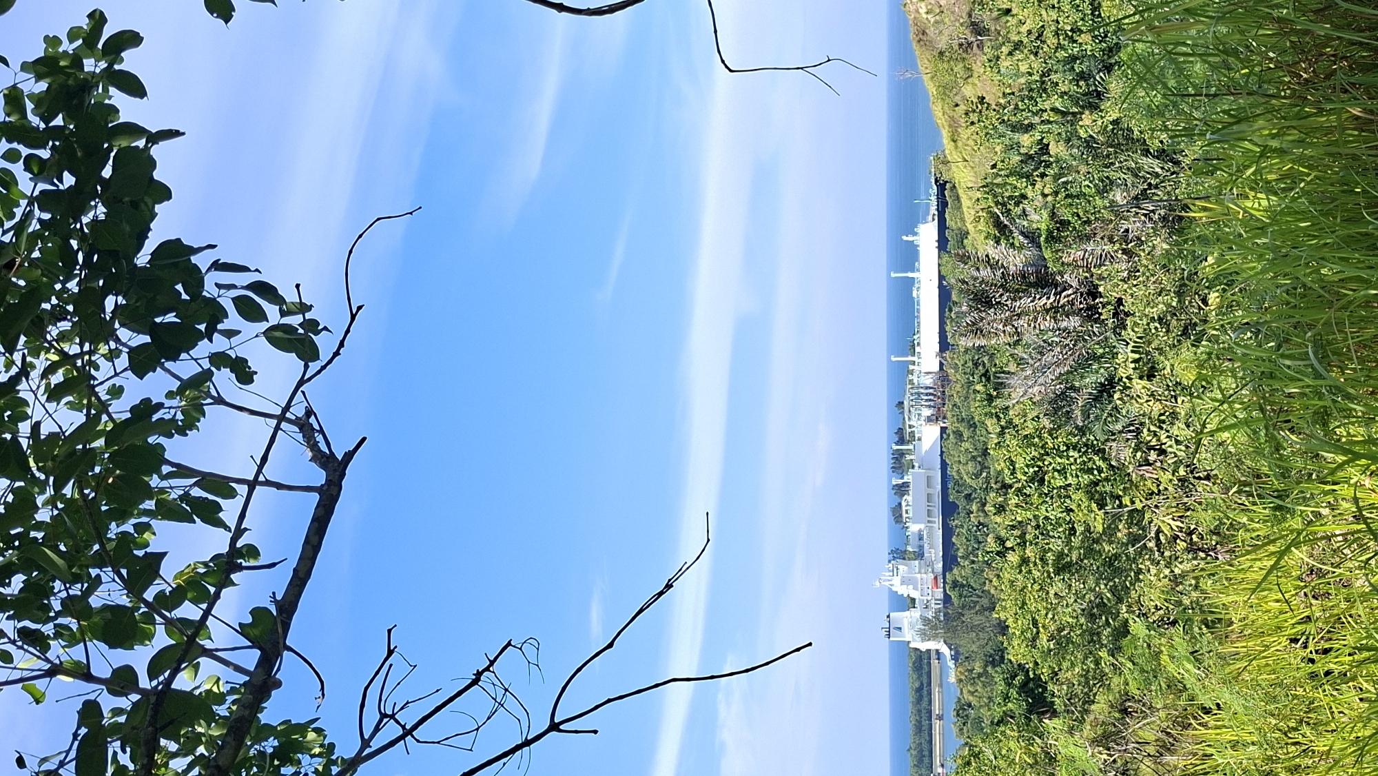 In the city of Lhokseumawe, Indonesia, a vast expanse of lush green vegetation fills the foreground and midground of the image, with tall grasses in the immediate foreground. Beyond the foliage, a large white ship with multiple structures is docked in the ocean, its presence suggesting industrial activity or port operations. The ship is positioned on the right side of the frame, against the backdrop of the blue sea and a clear sky dotted with faint white clouds. Silhouetted branches of trees frame the top of the image, creating a natural border. The overall scene captures a juxtaposition of natural beauty and industrial presence.