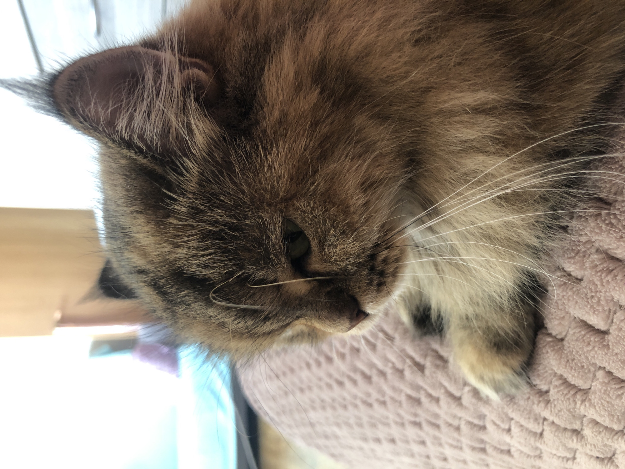 An extreme close-up shot focuses on the head and paw of a fluffy, brown and tan cat. The cat is resting on a pink, textured surface, possibly a blanket or cushion. Its eyes are closed, and its face is turned to the left, with its long white whiskers fanning out. The cat's fur is thick and appears to be long-haired, with variations in color from dark brown to lighter tan. In the background, out of focus, is a bright, blurry light source, possibly a window, and hints of blue and cream colored objects. There are no people or discernible urban elements present in the image.