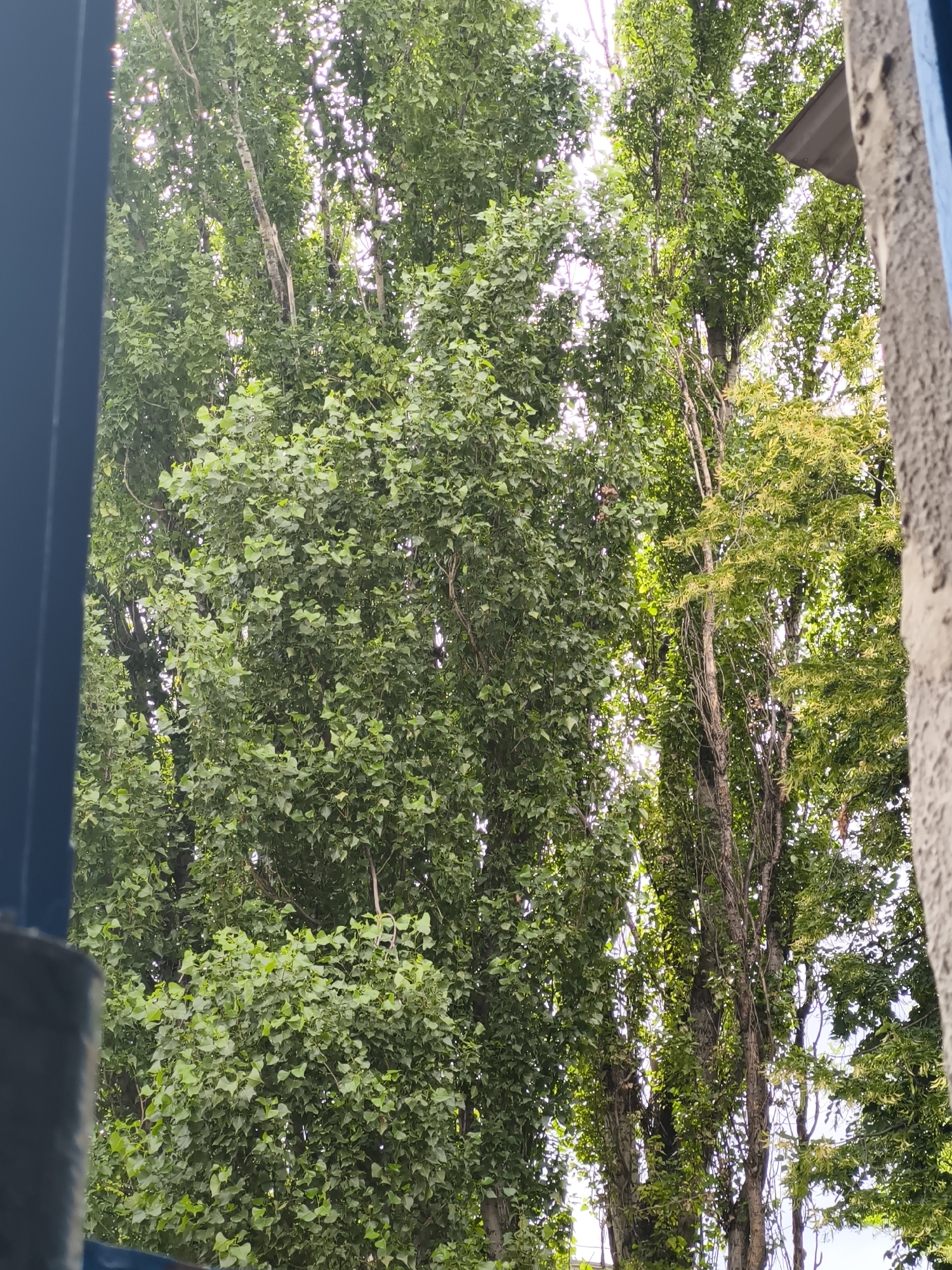 The image shows a view of tall trees with lush green foliage, seen through a window frame. The trees are dense and leafy, with sunlight filtering through them, creating a dappled effect. The tree trunks are visible, some with a rough, textured bark. The scene appears to be outdoors, possibly in a park or a residential area with abundant greenery. The window frame, visible on the left and right edges of the image, suggests an indoor perspective looking out. The overall impression is one of natural beauty and tranquility. The image does not provide any specific landmarks or clues to pinpoint its exact location within Chișinău, Moldova.