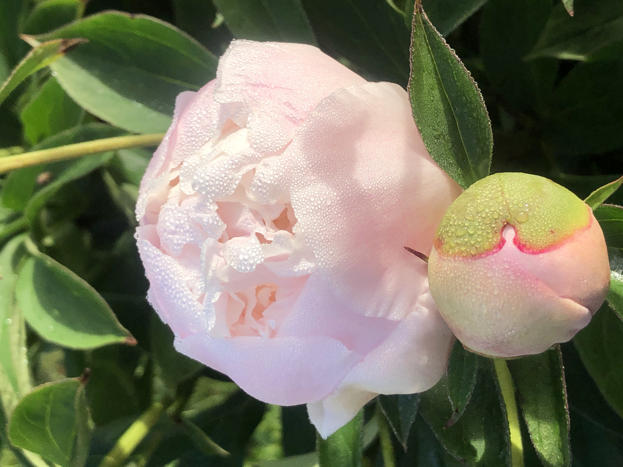 A close-up, vertical shot shows a light pink peony flower and a partially opened bud on a dark green leafy background. Both the flower and the bud are covered in tiny, glistening water droplets, suggesting dew. The flower is in full bloom, with delicate petals unfurling. The bud below is primarily green with hints of pink at its tip. The image is sharp and well-lit, emphasizing the texture of the petals and leaves. The context of this image being located in Staroe Istomino, Russia, is not visually discernible from the photograph itself.